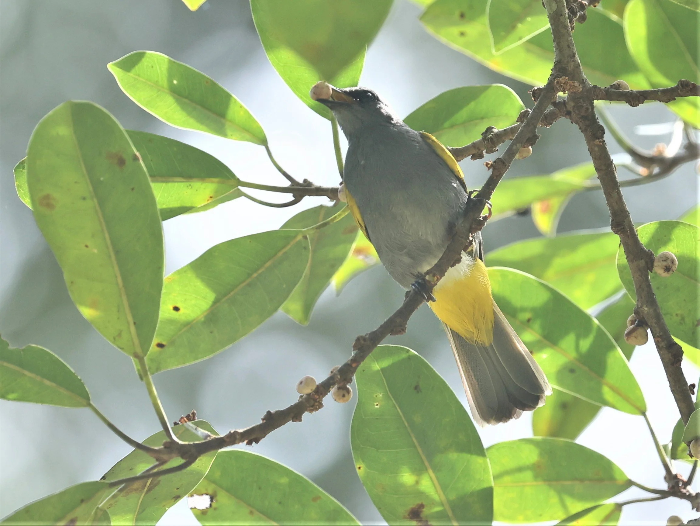 BULBUL - GREY-BELLIED BULBUL - Ixodia cyaniventris - HALA BALA WILDLIFE SANCTUARY APRIL 2022 (13).jpg