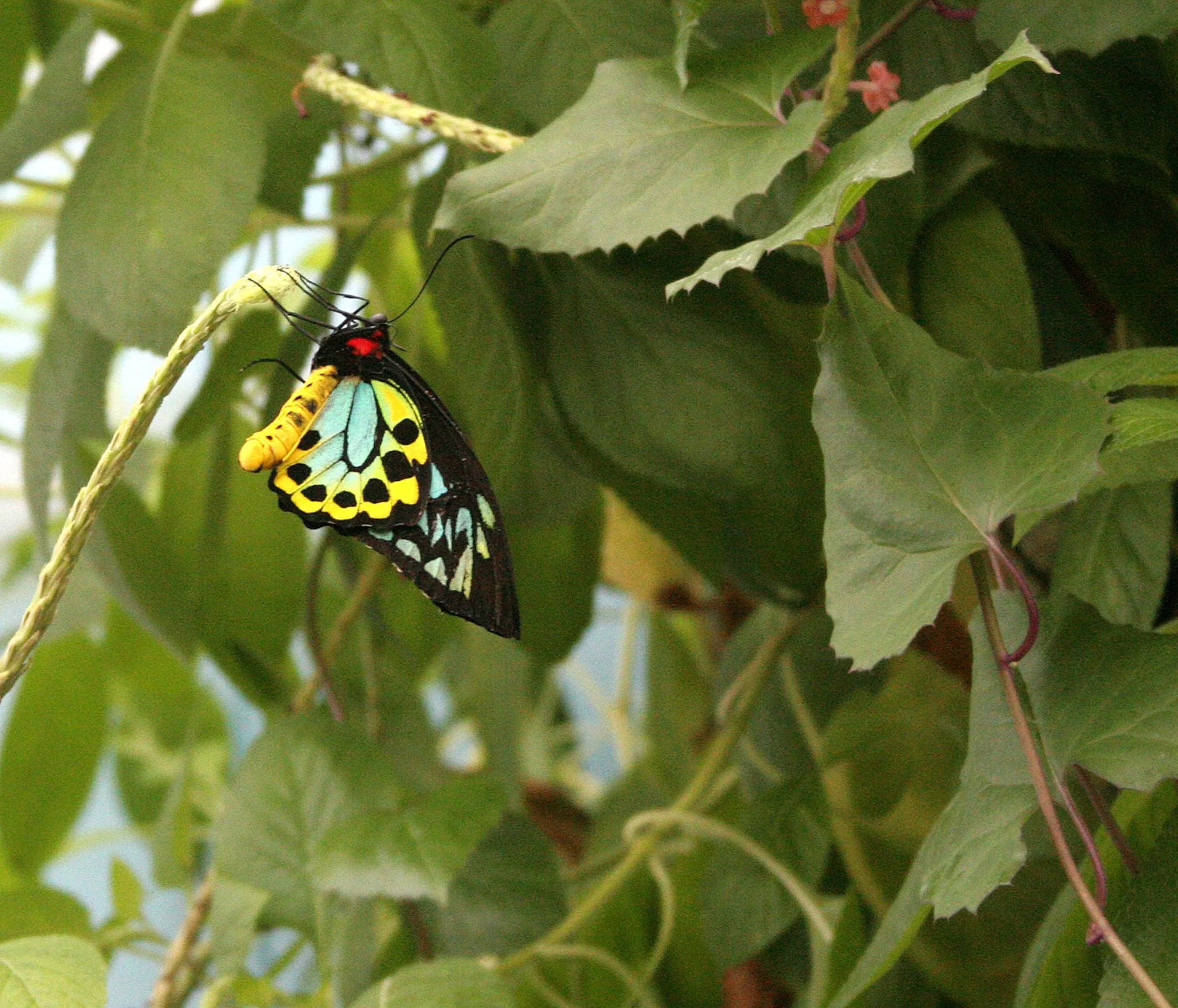 2008-3-31 CHICAGO SPRING TRIP - PEGGY BARTEAON NATURE MUSEUM (6).JPG