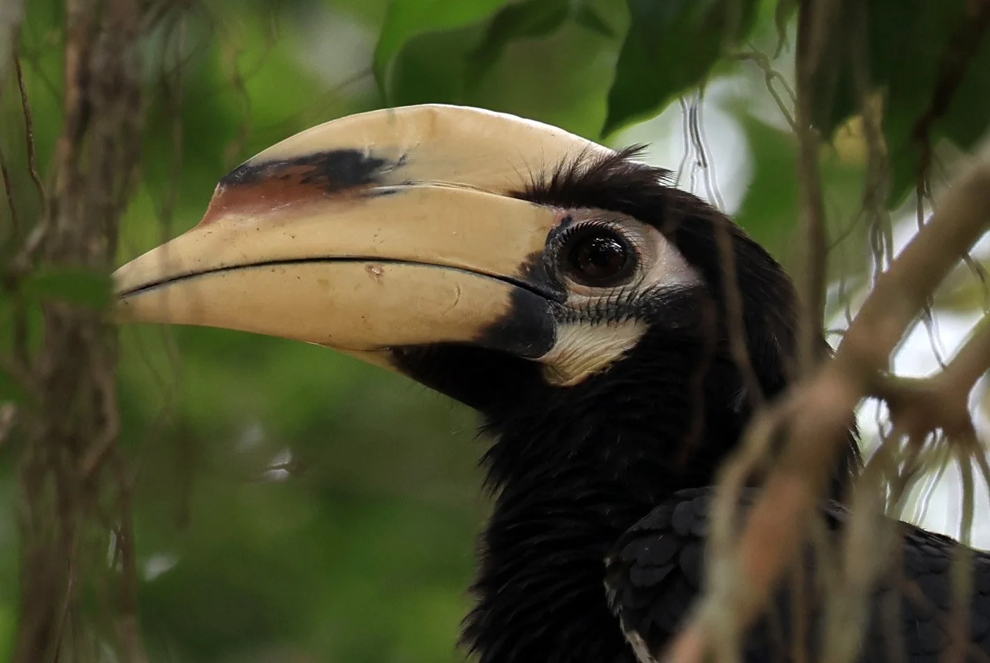 Oriental Pied Hornbill Anthracoceros albirostris) Kaeng Krachan National Park ESS Expedition 2026 (1).jpg