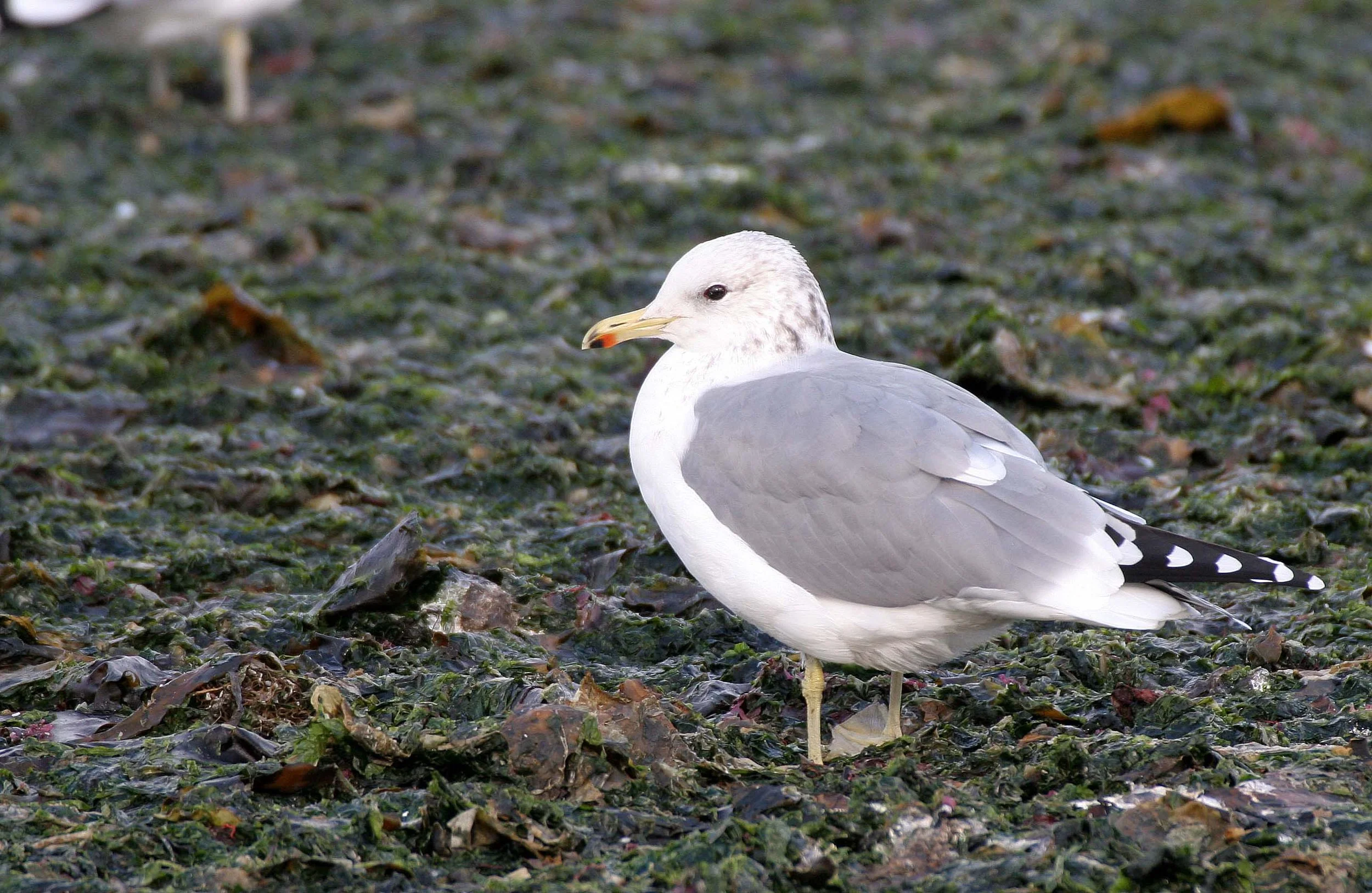 BIRD - GULL - CALIFORNIA - THREE CRABS (5).jpg