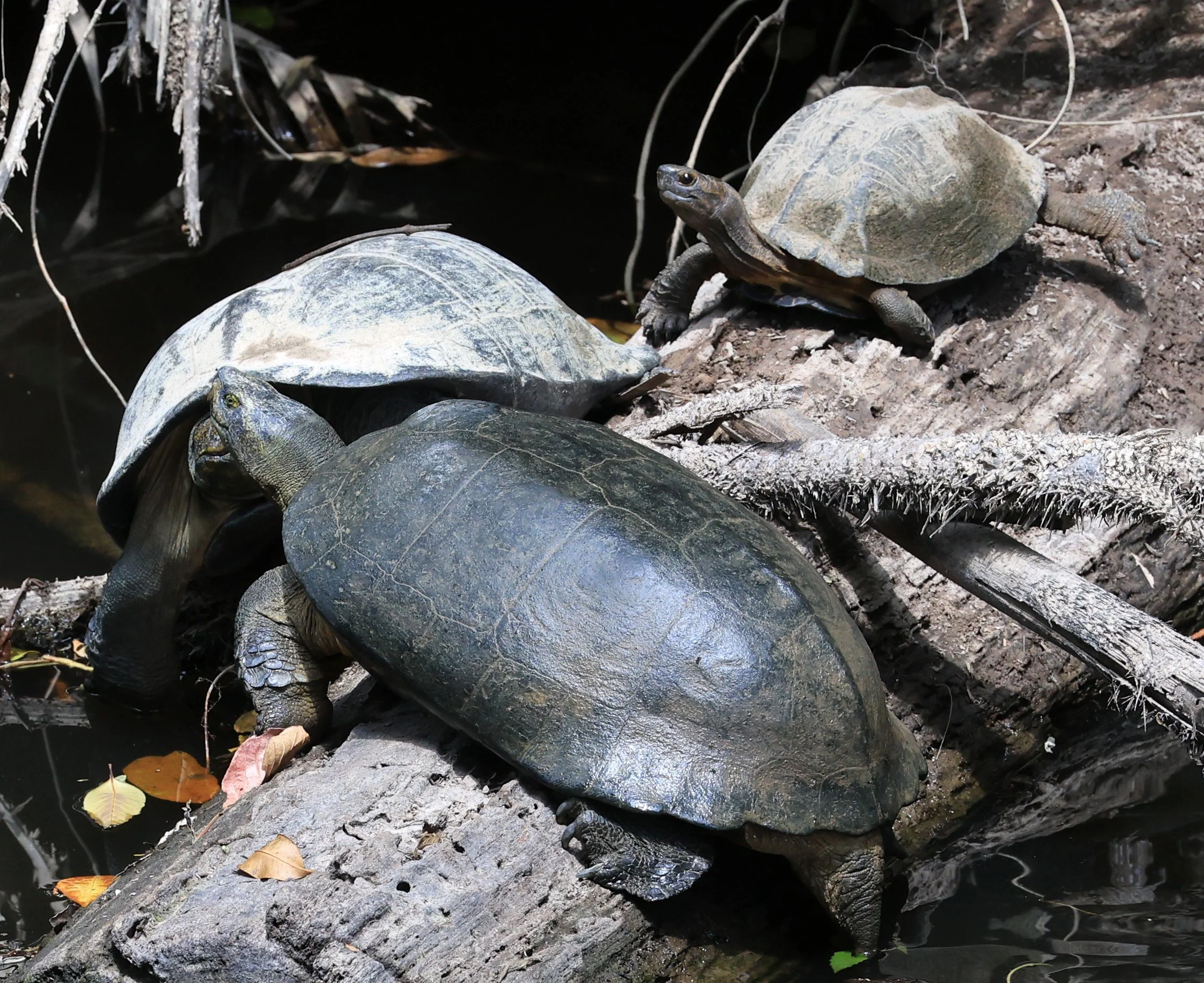 Giant Asian Pond Turtle (Heosemys grandis) Khao Yai National Park Feb 2026 Day 4 (11).jpg