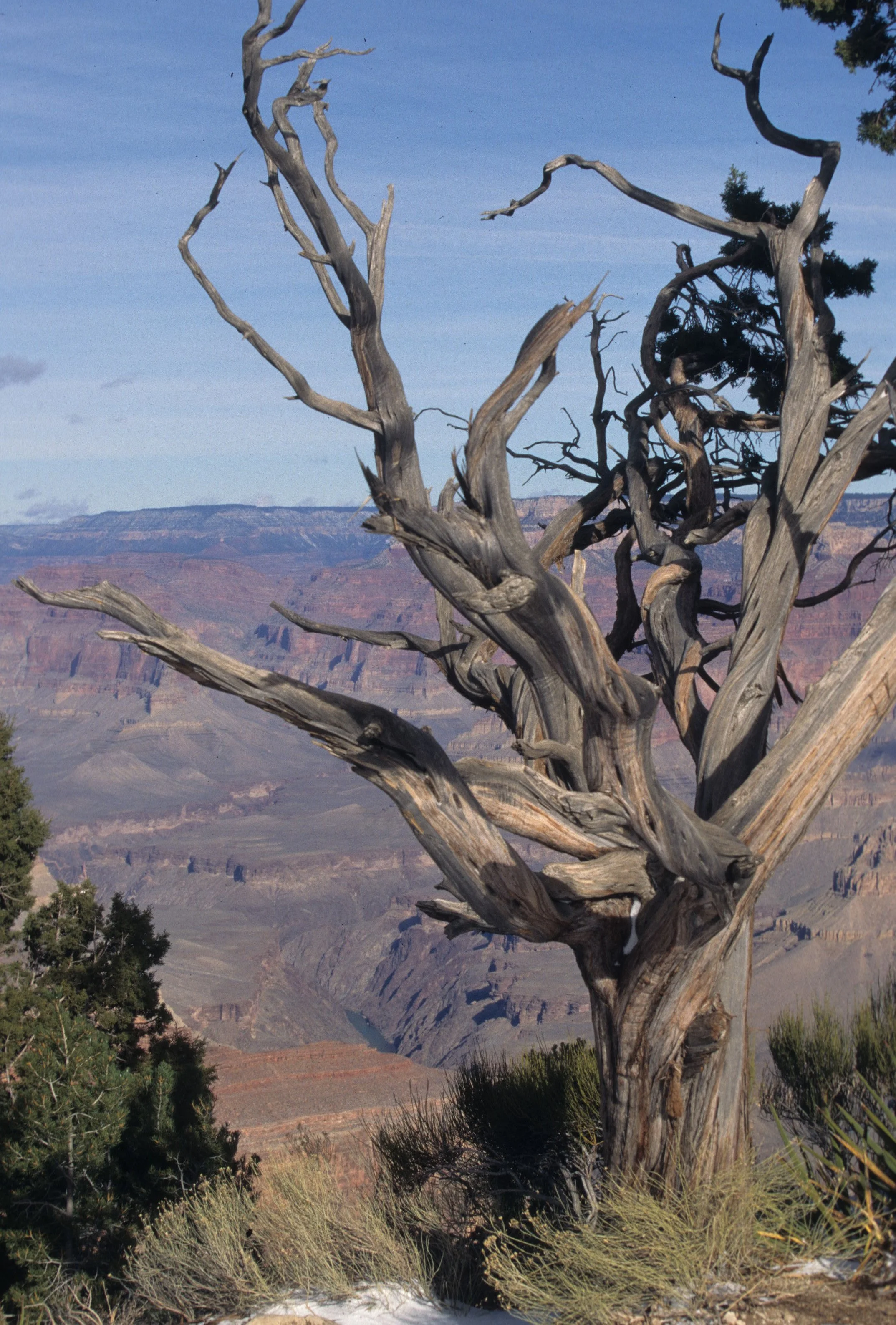 ARIZONA - GRAND CANYON - SOUTH RIM VIEW P.jpg