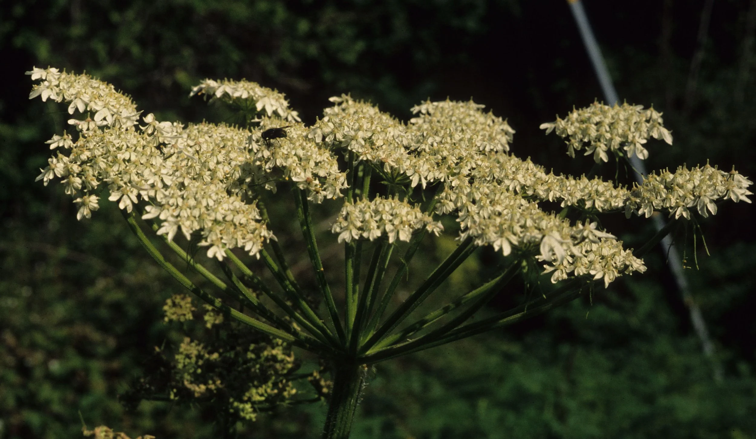 AMERICAN RIVER - COW PARSNIP.jpg