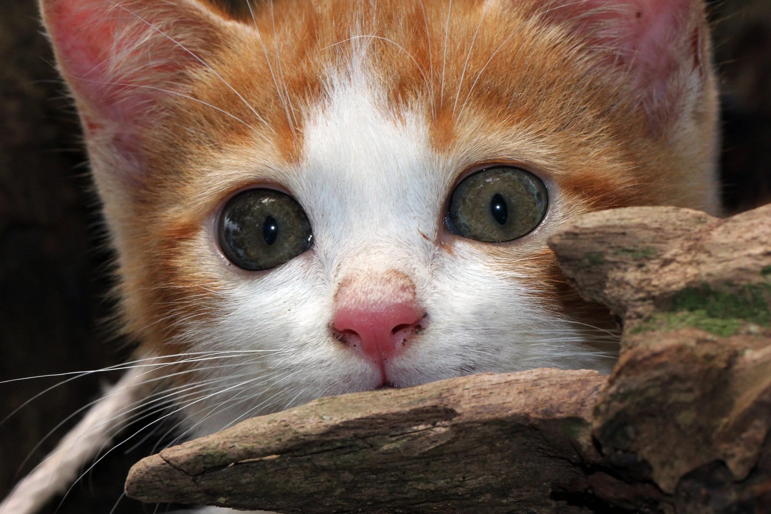 2015 Koh Lanta Summer Misc Images (1063).JPG