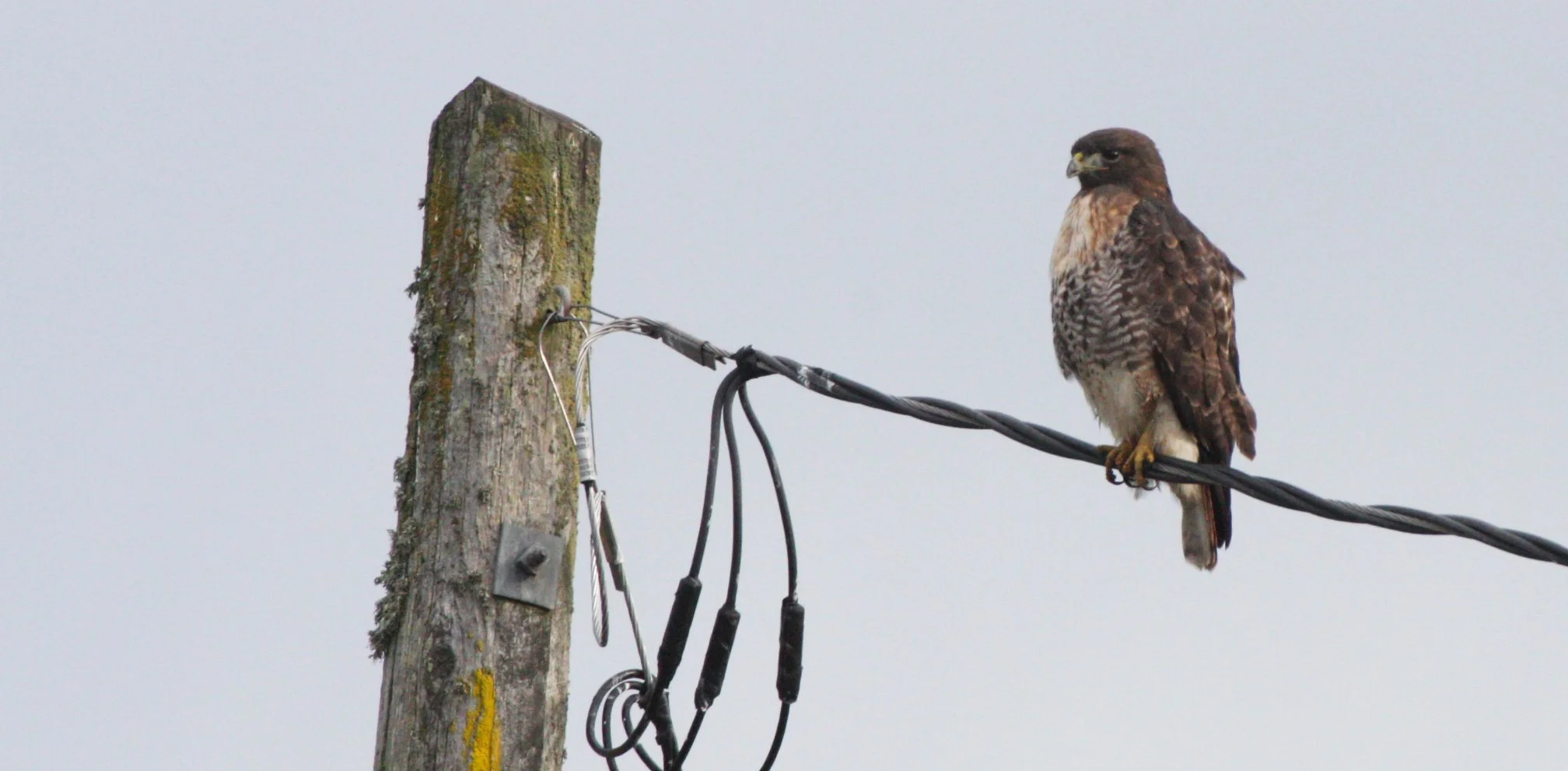 BIRD - HAWK - RED-TAILED HAWK - JAMESTOWN WA (35).JPG