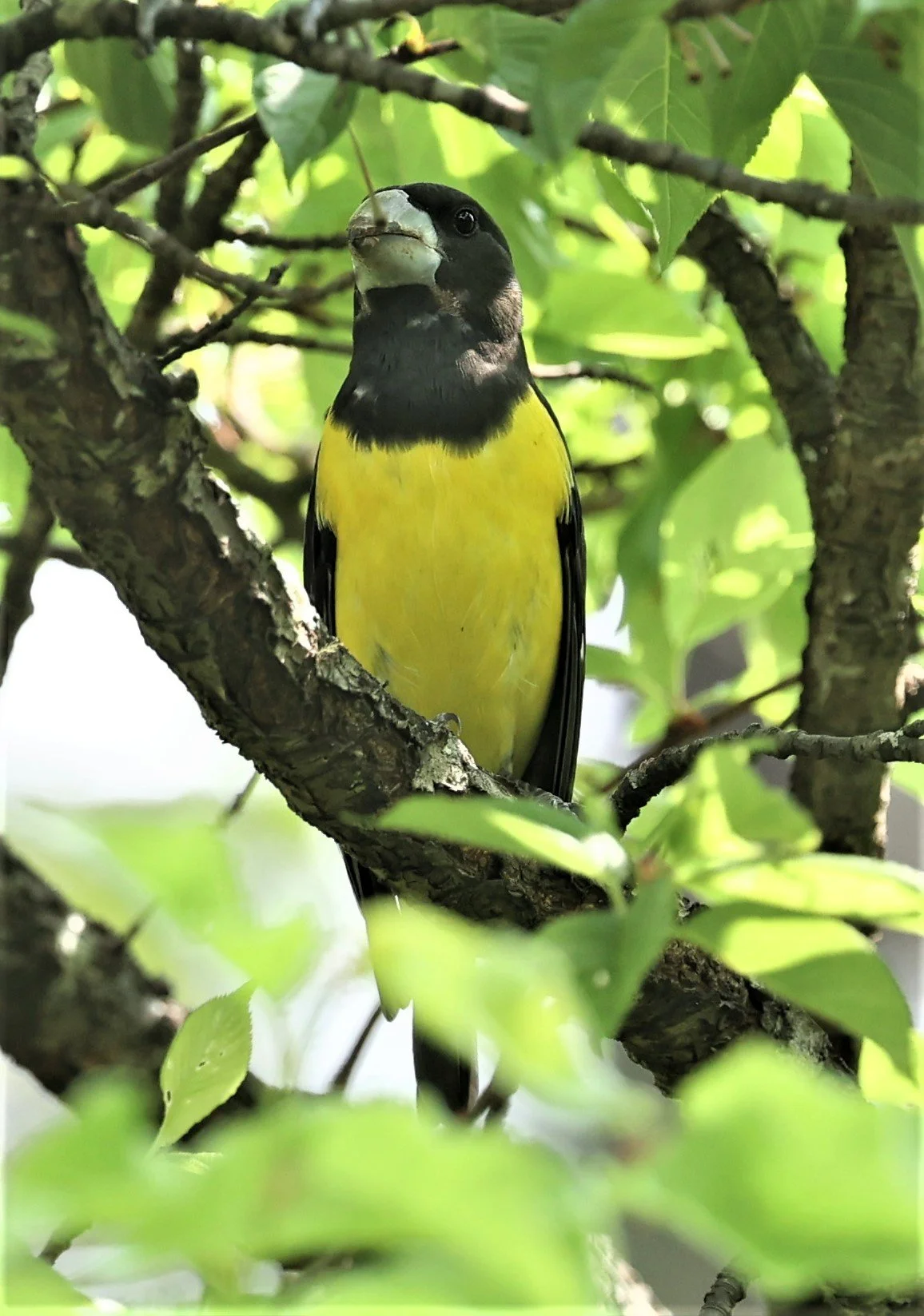 Spot-winged Grosbeak (Mycerobas melanozanthos) Doi Ang Kang, Chiang Mai Thailand (89).jpg