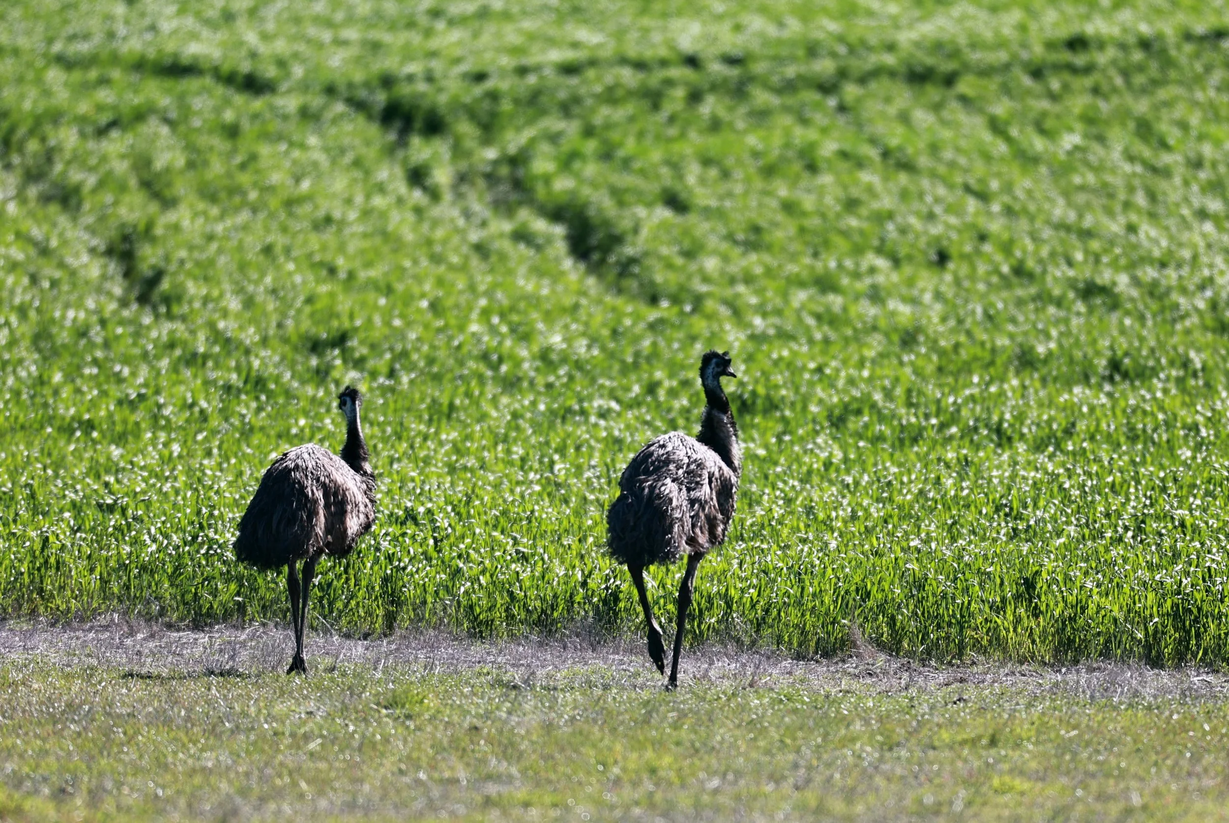Emu (Dromaius novaehollandiae) Stirling Range NP - Western Australia (11).jpg
