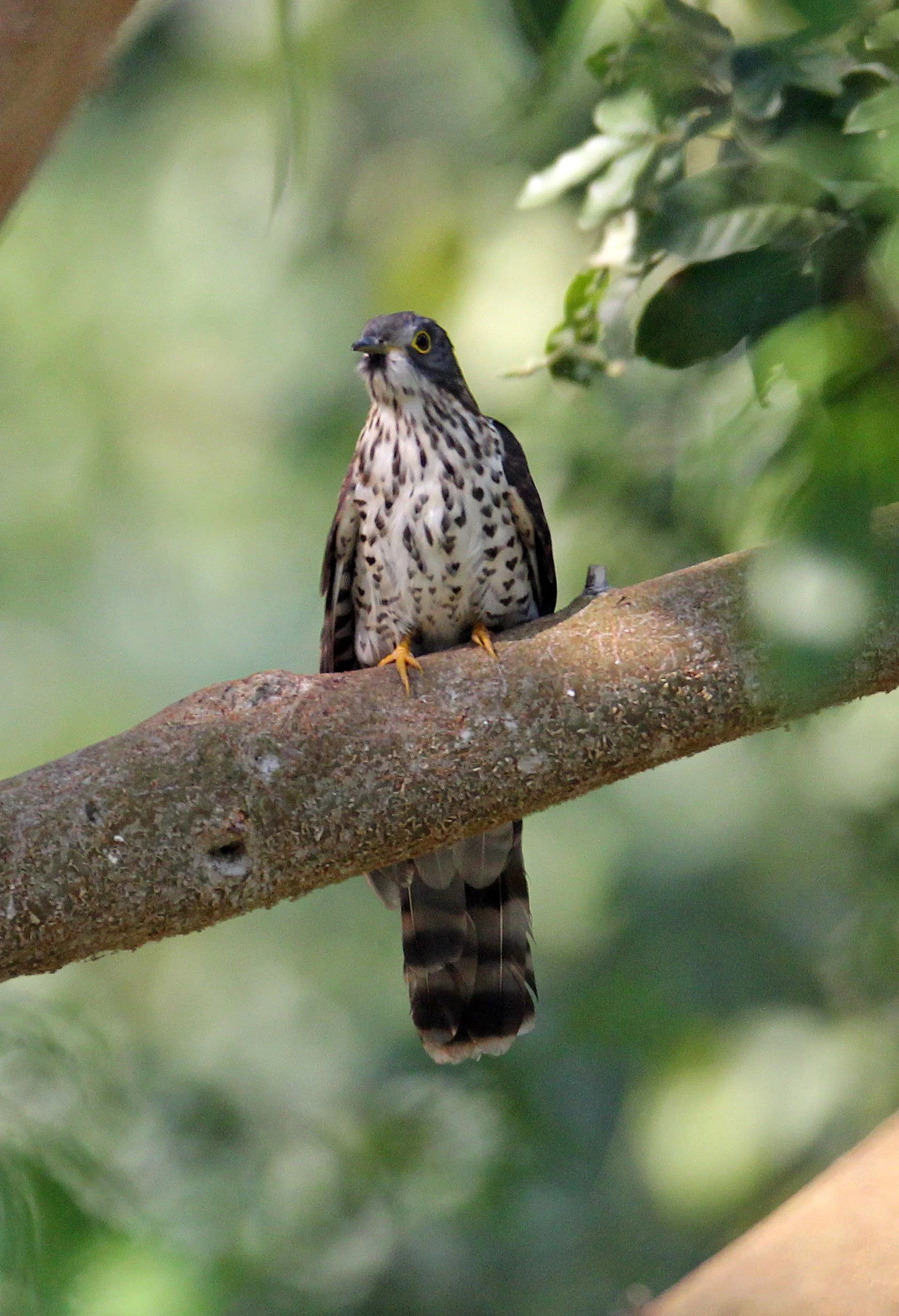 Large Hawk-cuckoo (Hierococcyx sparveroides) Huai Kha Khaeng NWR Thailand (16).JPG