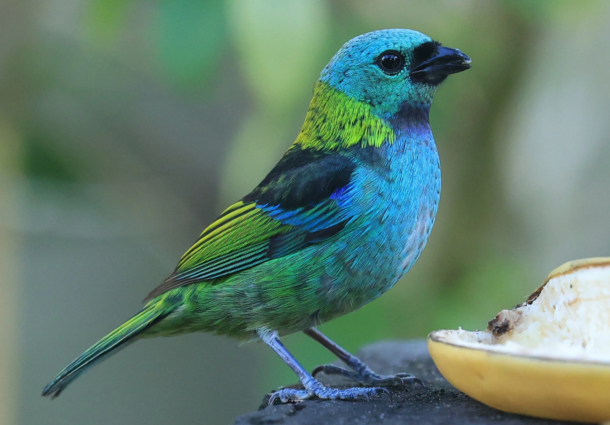 Green-headed Tanager (Tangara seledon)  Superagui National Park, Brazil (230).jpg