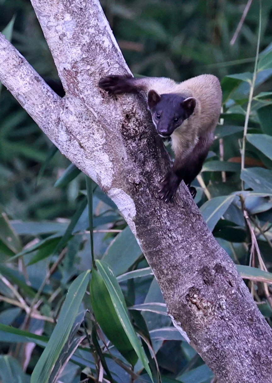 Yellow-throated Marten (Martes flavigula) Kaeng Krachan National Park Thailand, Jan 2025 (205).jpg