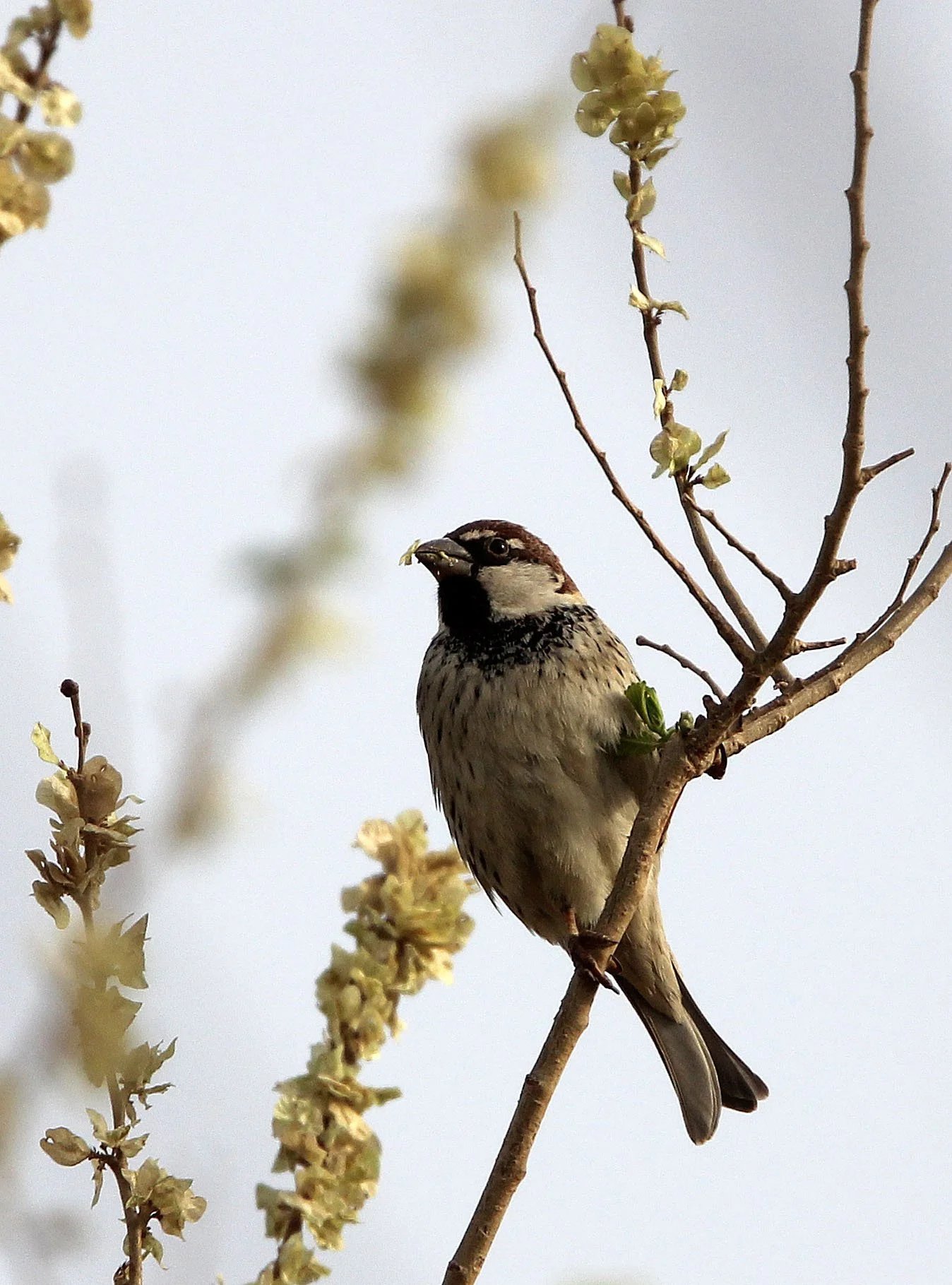 Spanish Sparrow (Passer hispaniolensis) Turpan Xinjiang China (15).JPG