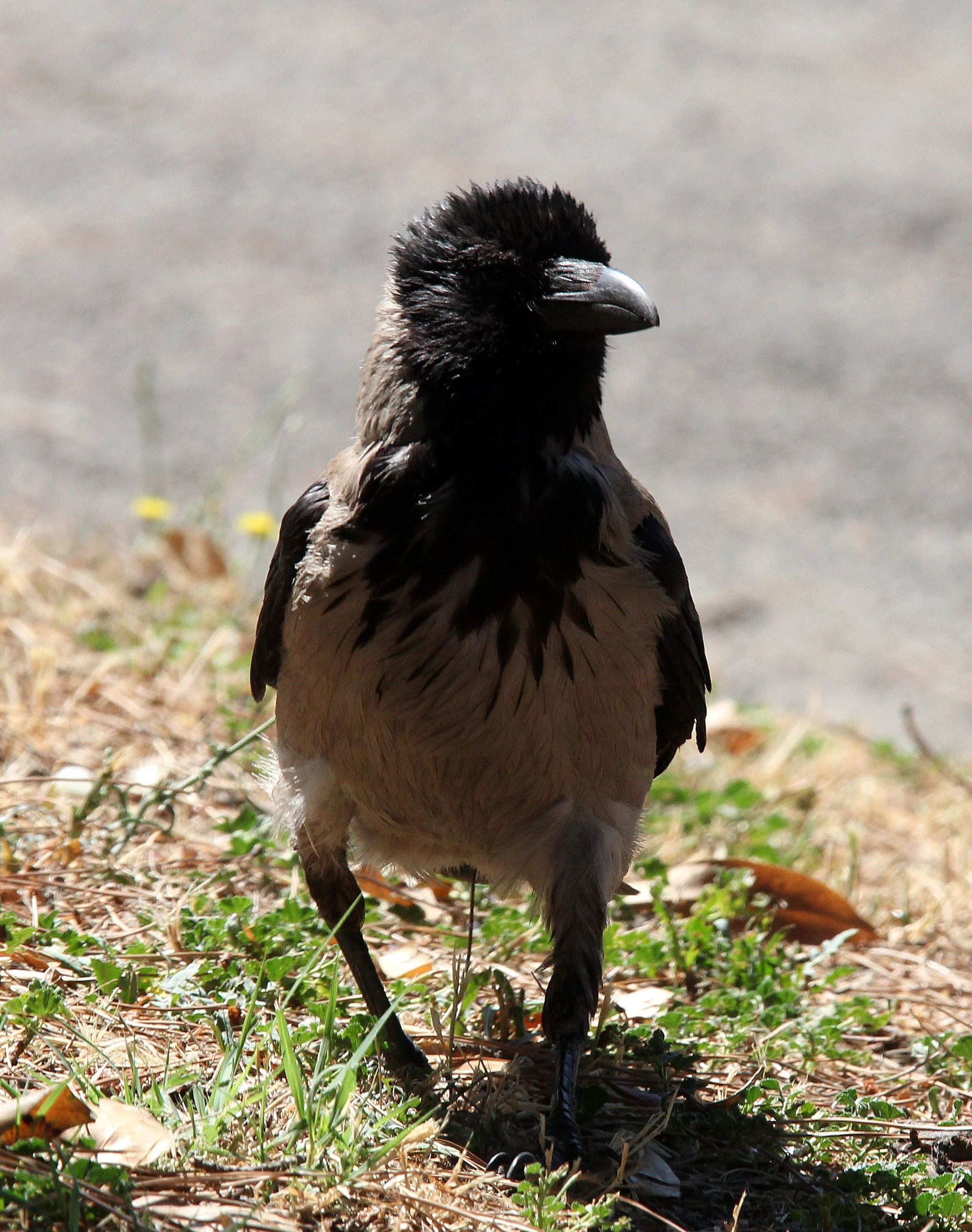 BIRD - CROW - HOODED CROW - ROME ITALY (7).JPG