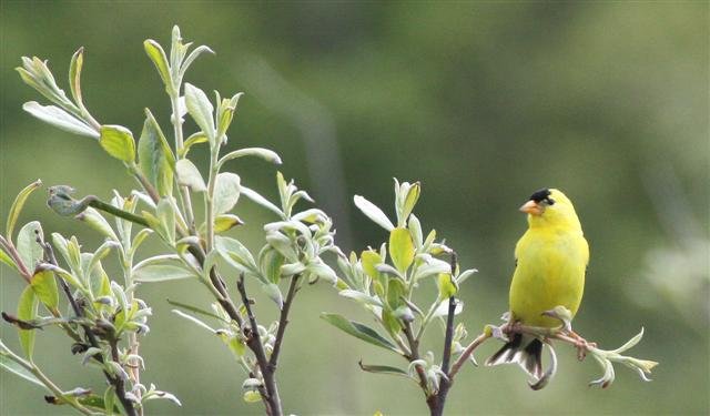 American Goldfinch (Spinus tristis) Elwha River Trails, Olympic Peninsula Washington (7).JPG