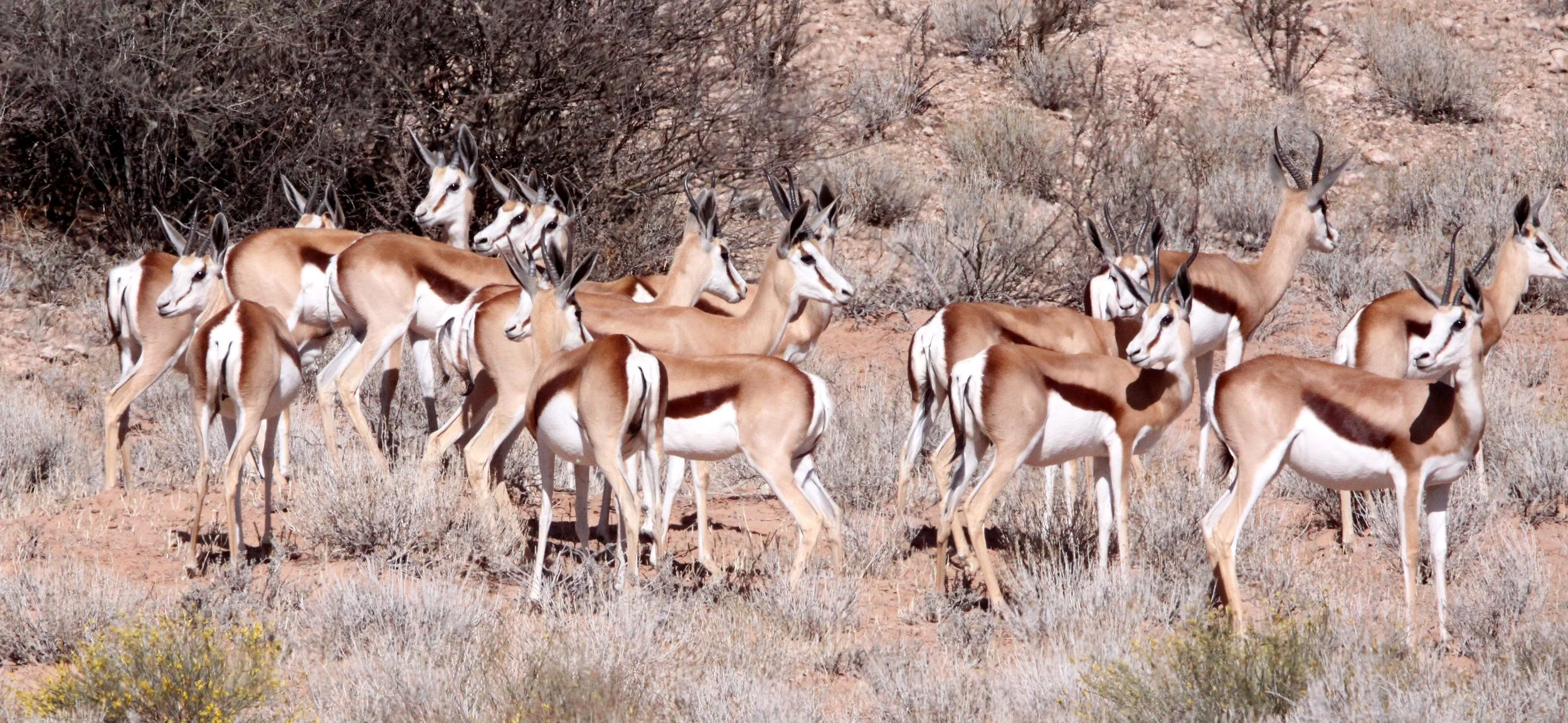SPRINGBOK - KALAHARI SPRINGBOK - Antidorcus hofmeyri - KGALAGADI NATIONAL PARK SOUTH AFRICA (17).JPG
