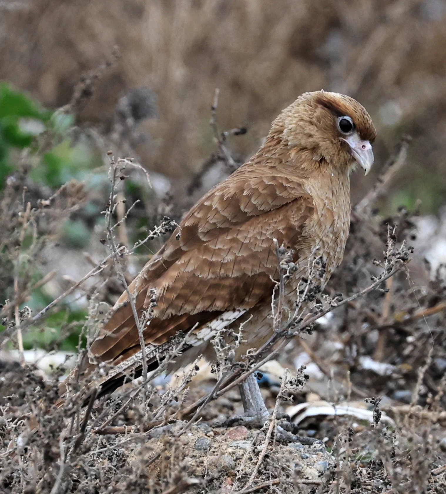 Chimango Caracara (Daptrius chimango) Lagunas del Ornitólogo, Trelew Argentina (31).jpg