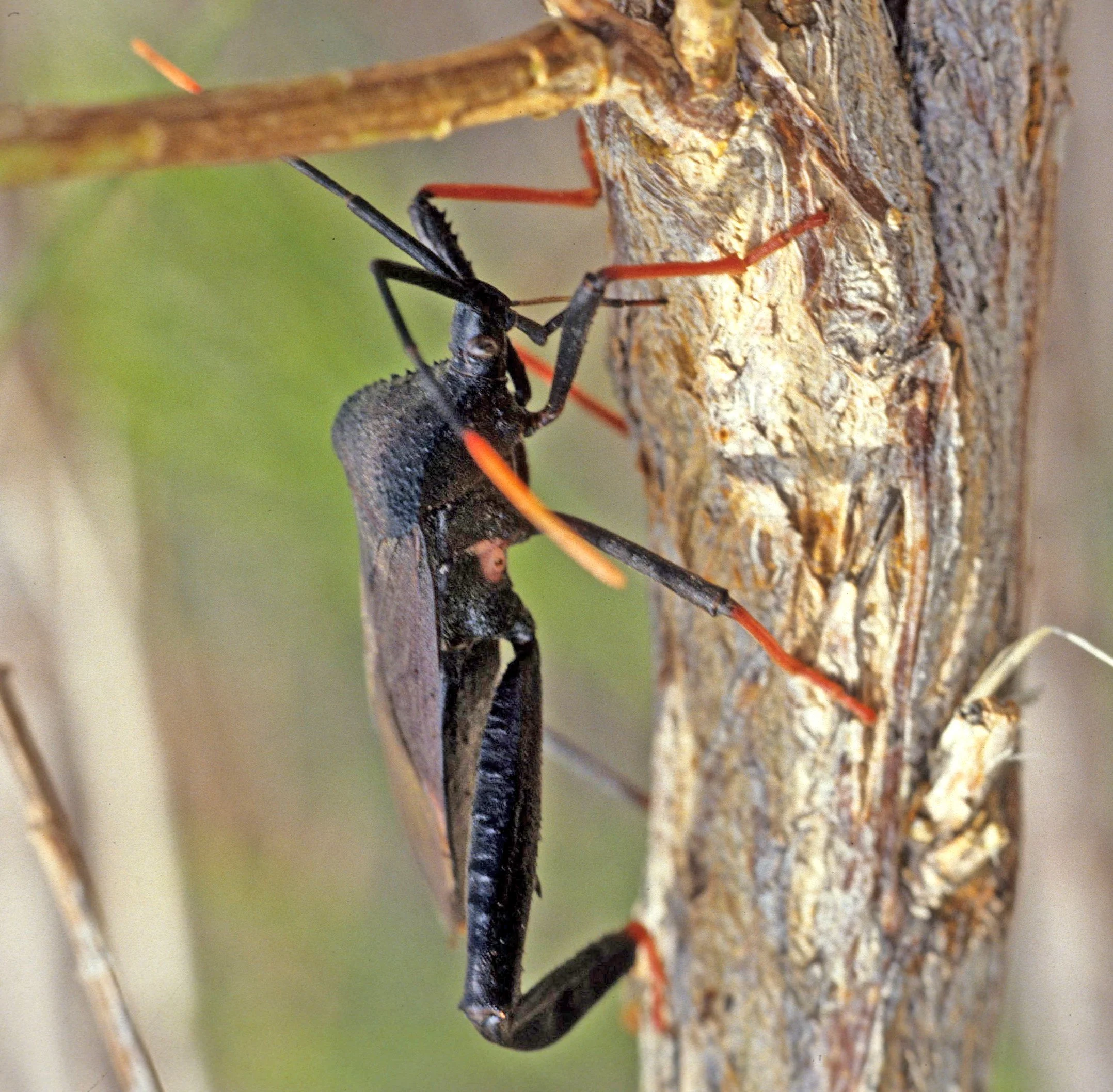 Order Hemiptera — Coke Smith Wildlife