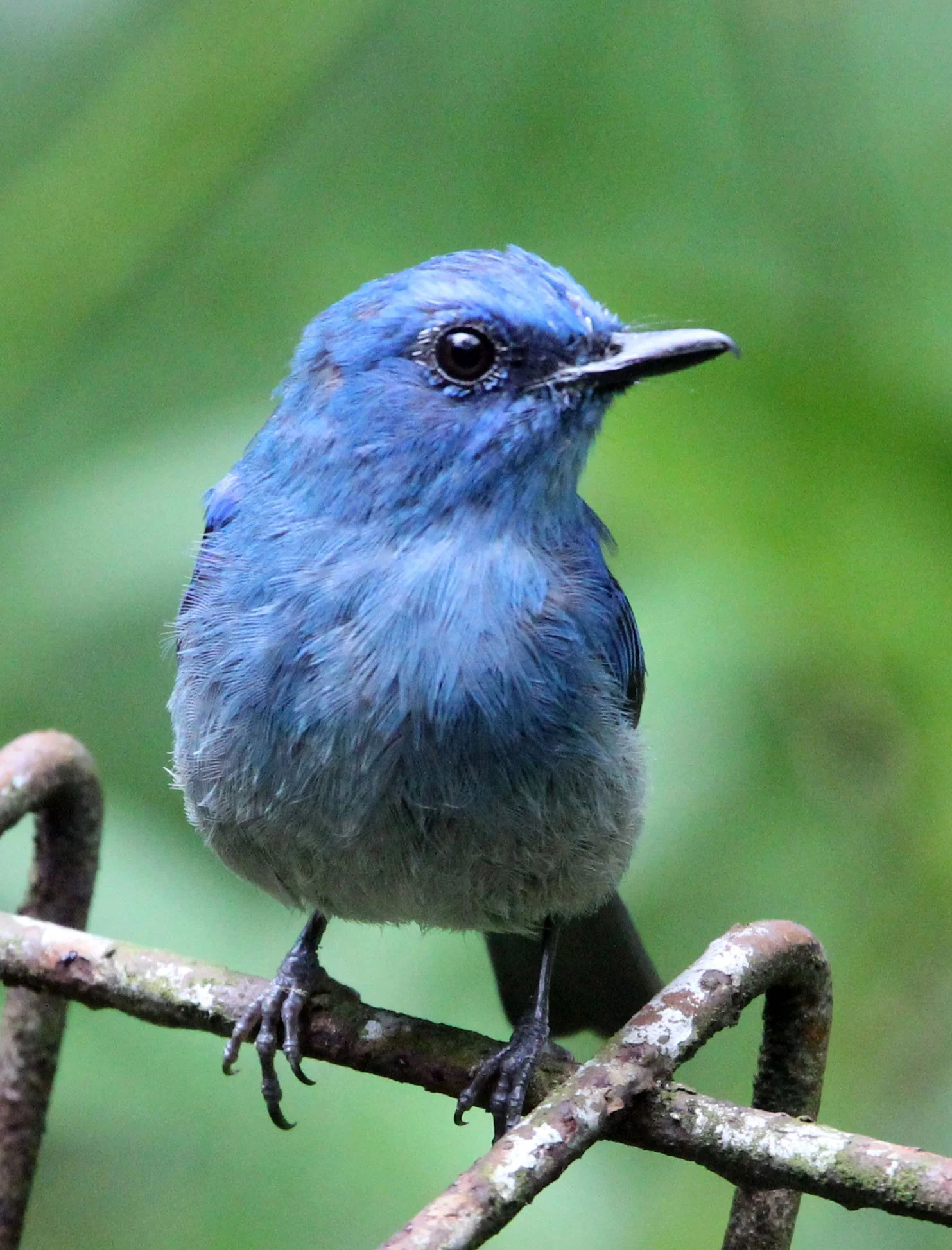 BIRD - FLYCATCHER - INDIGO FLYCATCHER - HALIMUN NATIONAL PARK JAVA BARAT INDONESIA (1).JPG