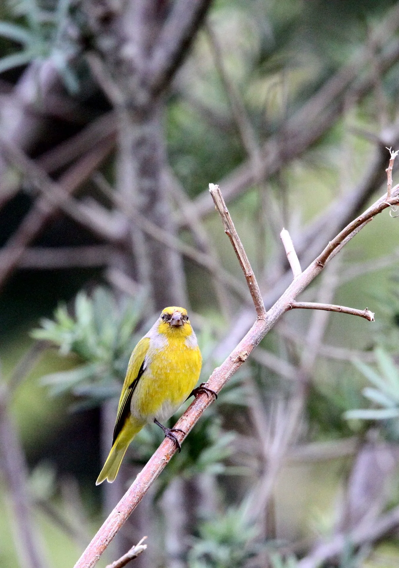 Cape Canary (Serinus canicollis) Cape Town South Africa (3).JPG