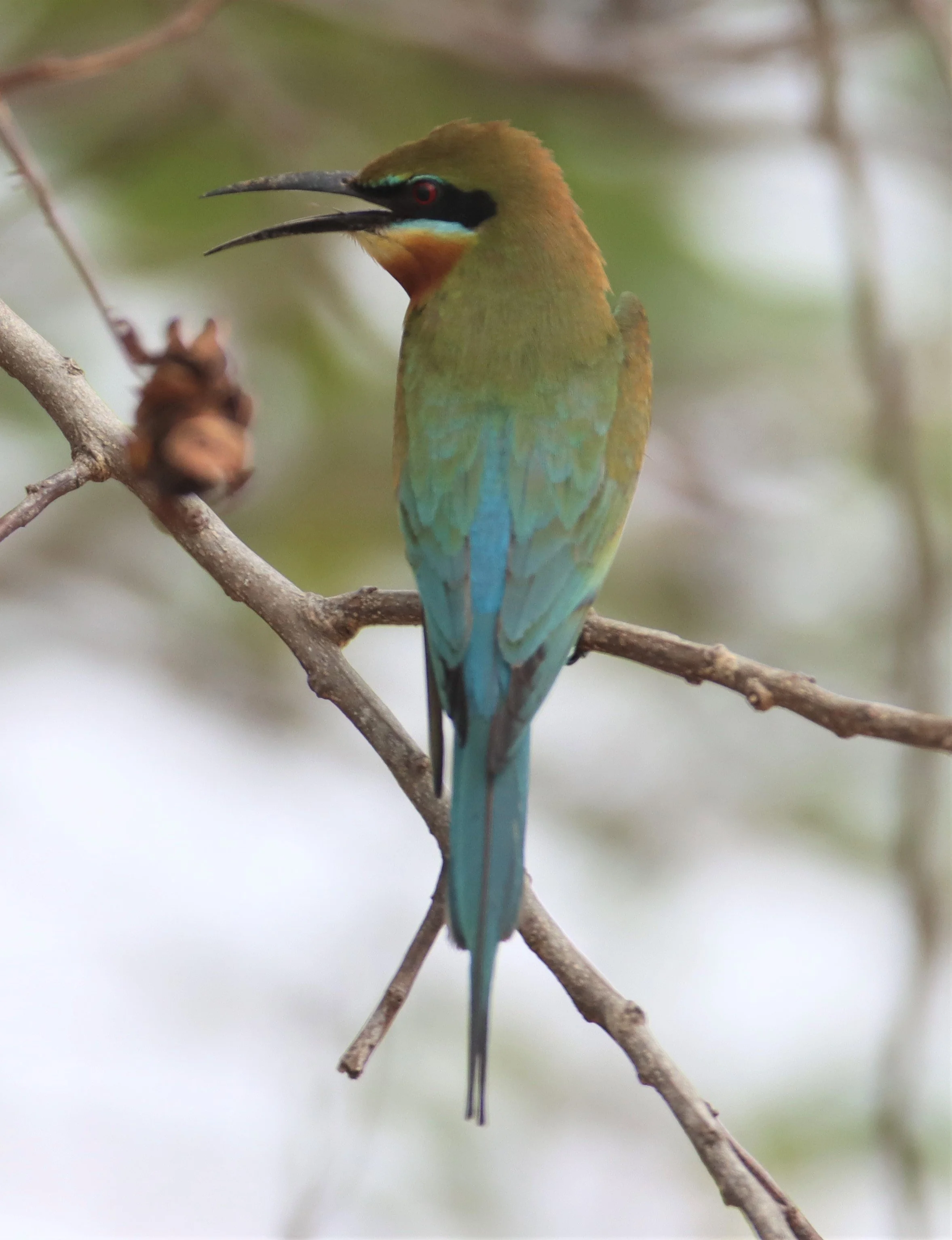 BEE-EATER - BLUE-TAILED BEE-EATER - Merops philippinus - KABIN BURI WETLANDS IN TOWN (10).jpg