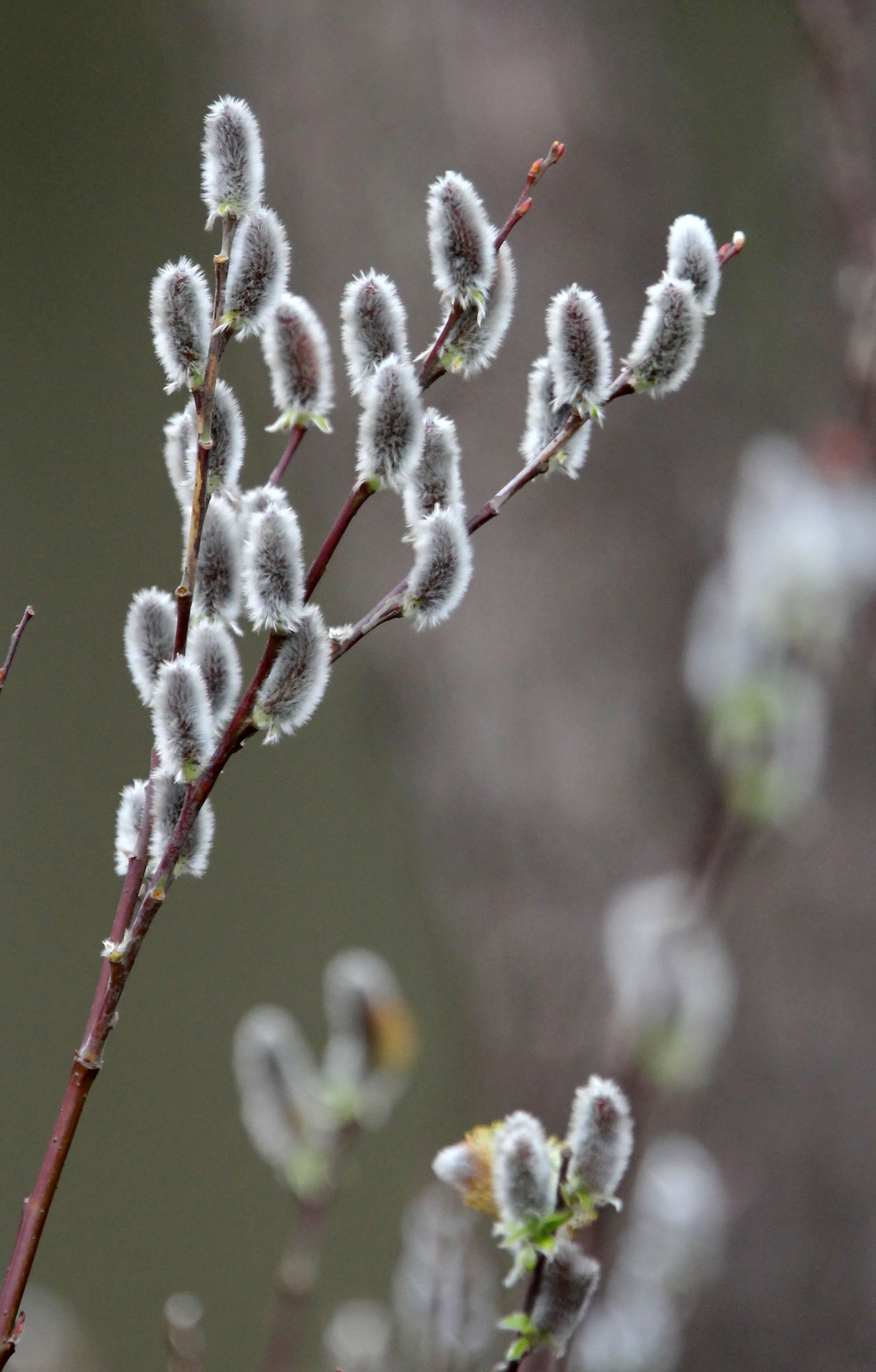 BINJIANG FOREST PARK SHANGHAI (17).JPG