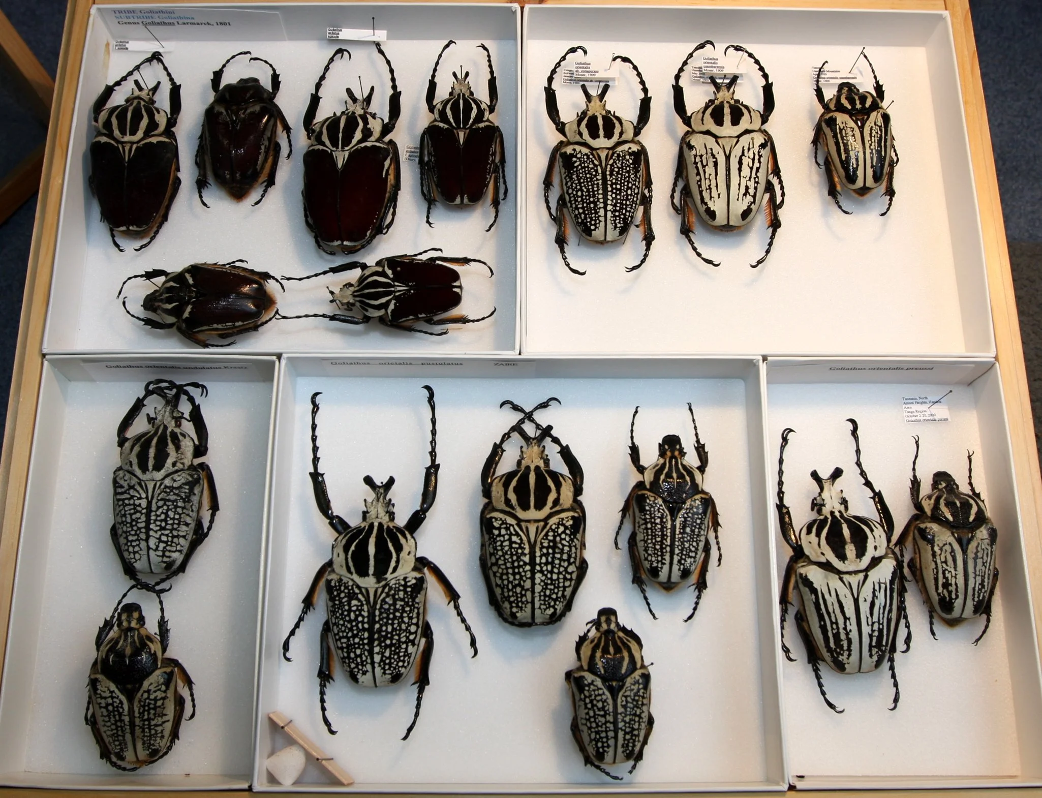 Cetoniinae 8 – Goliathini – Goliathus species.JPG