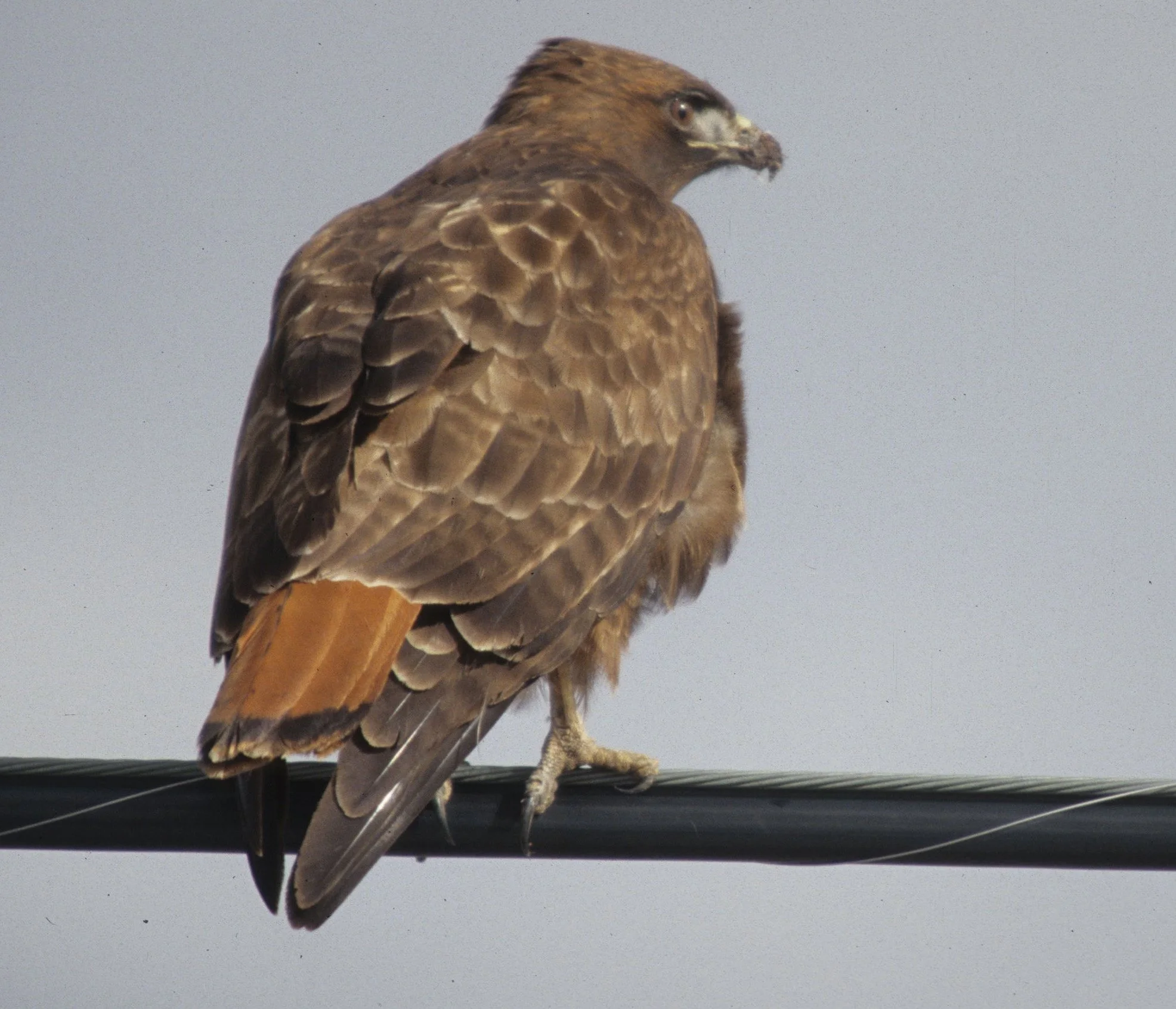 Buteo jamaicensis - RED-TAILED HAWK - KLAMMATH BASIN CALIFORNIA (11).jpg