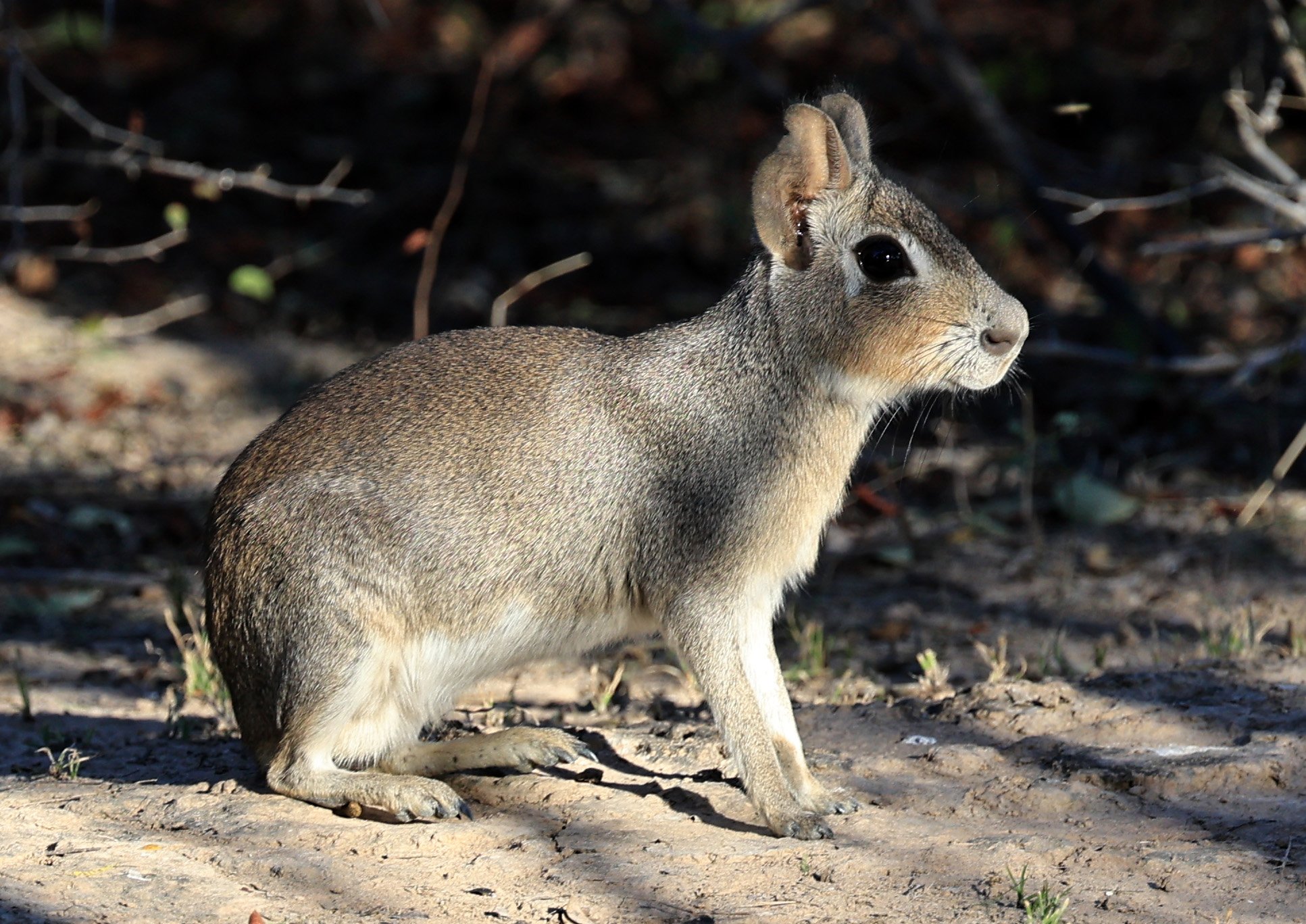 Chacoan Mara (Dolichotis salinicola) Reserva Natural Canada el Carmen, Paraguay  (48).jpg