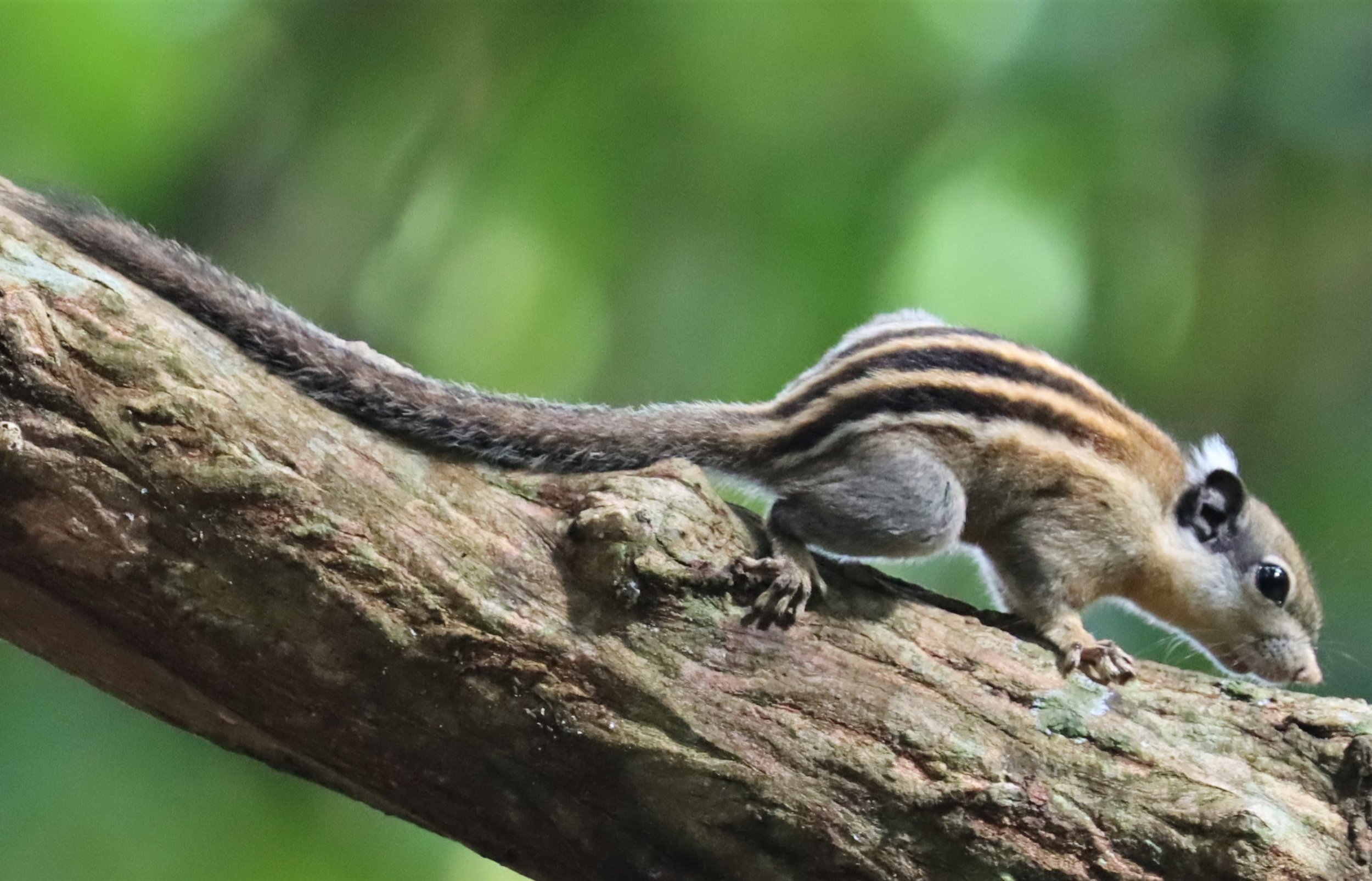 Tamiops rodolphii - CAMBODIAN STRIPED SQUIRREL - WAT THAM PRATHUN CHONBURI (5).jpg
