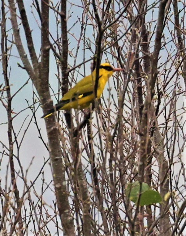 Slender-billed Oriole (Oriolus tenuirostris) Doi Inthanon NP Chiang Mai (1).jpg