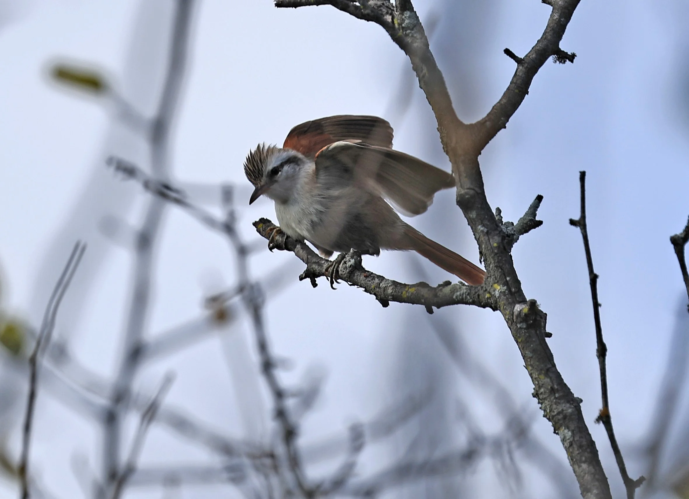 Stripe-crowned Spinetail (Cranioleuca pyrrhophia) Selva Serena Natural Reserve (2).jpg