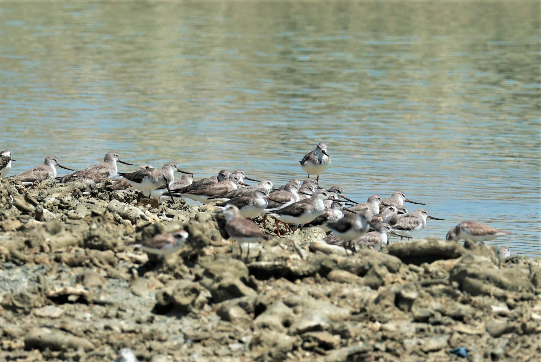 SANDPIPER - TEREK SANDPIPER - Xenus cinereus - Laem Pakarang, Phang Nga Province Feb 19 2023 (14).jpg