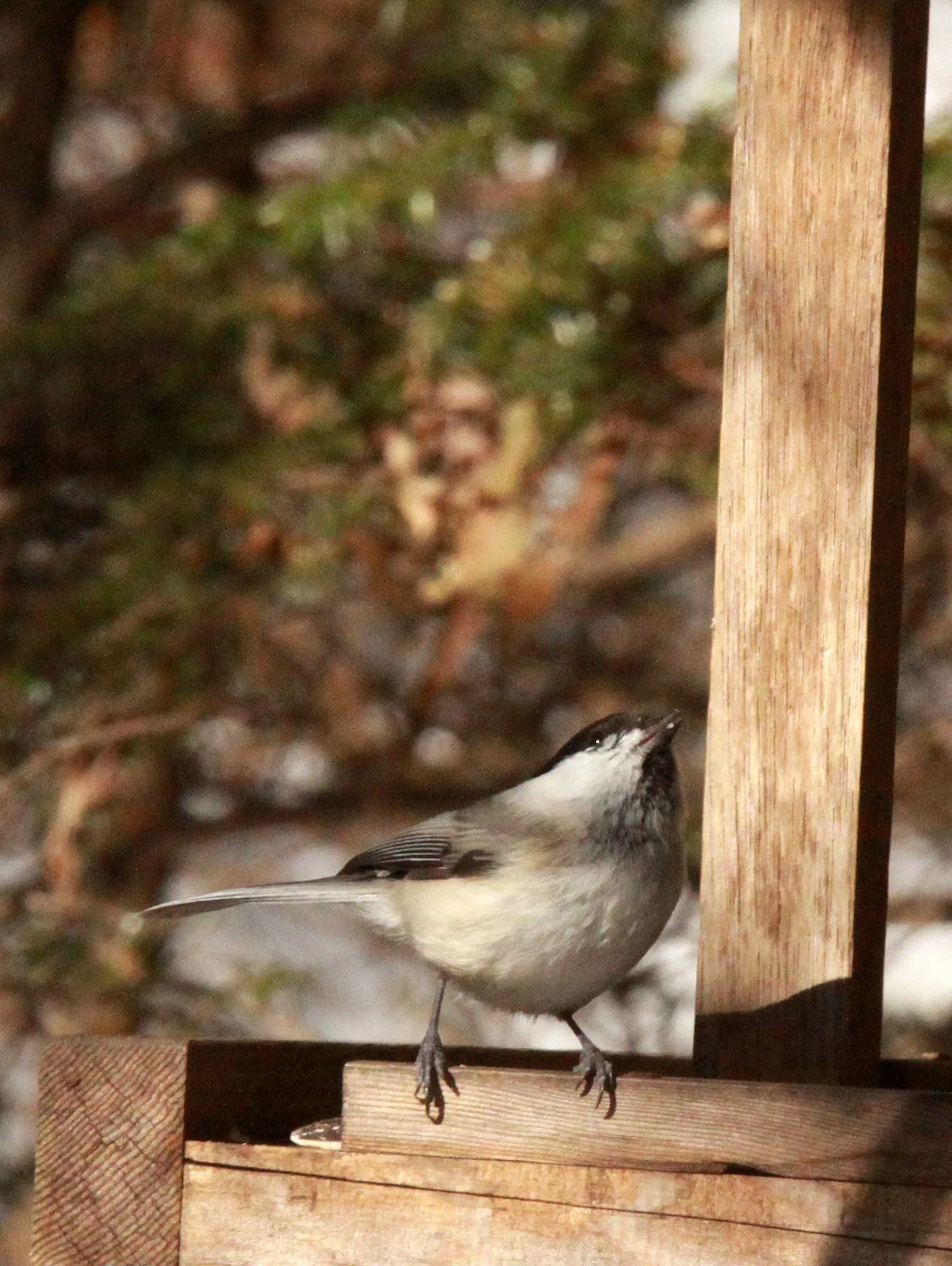Willow Tit (Poecile montanus) Shiobutsu Onsen Karuizawa Japan (2).JPG