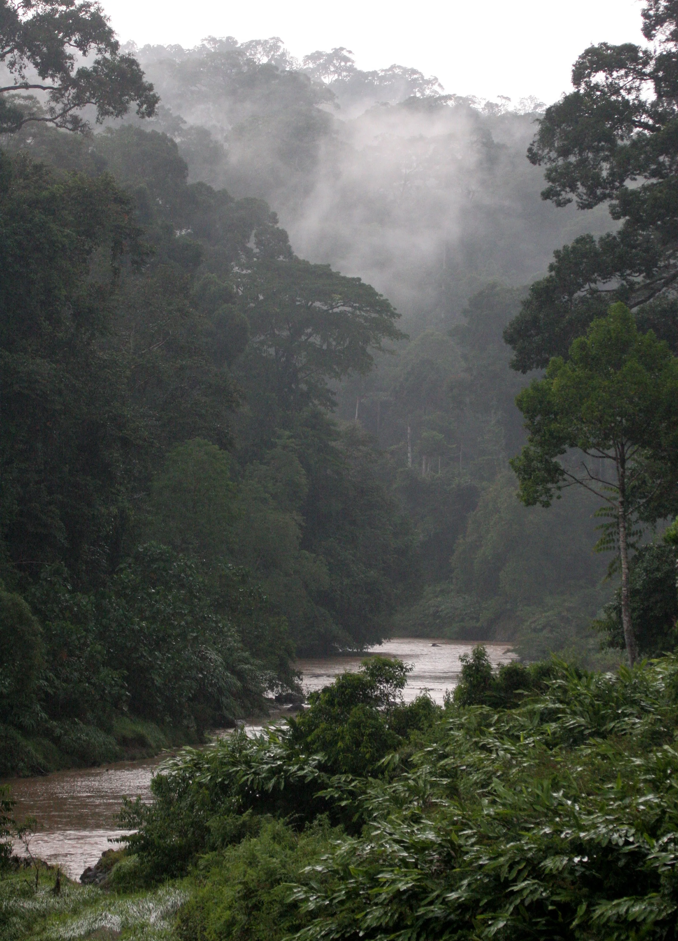 DANUM VALLEY BORNEO - RIVER VIEWS (3).JPG