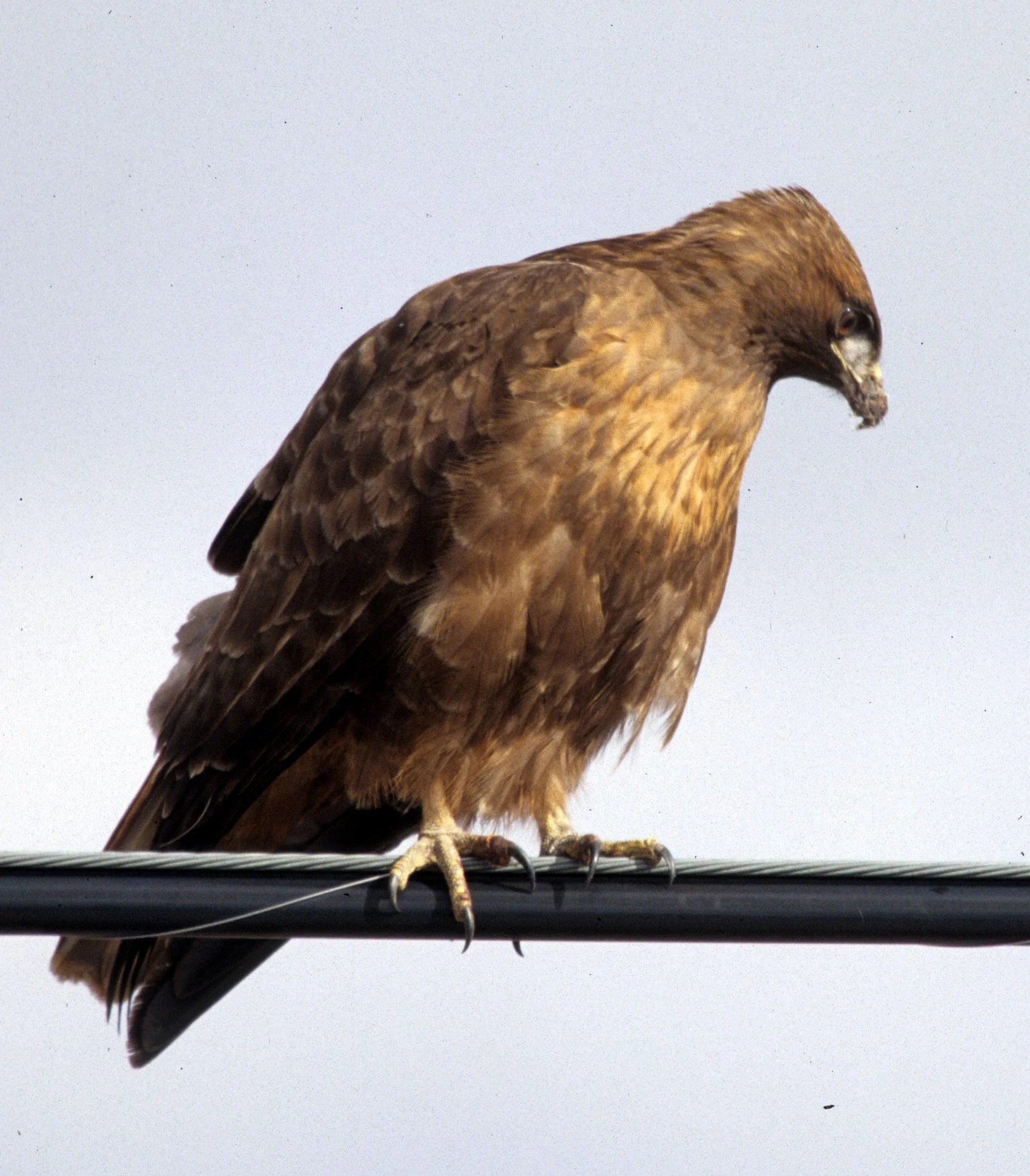 Buteo jamaicensis - RED-TAILED HAWK - KLAMMATH BASIN CALIFORNIA (8).jpg