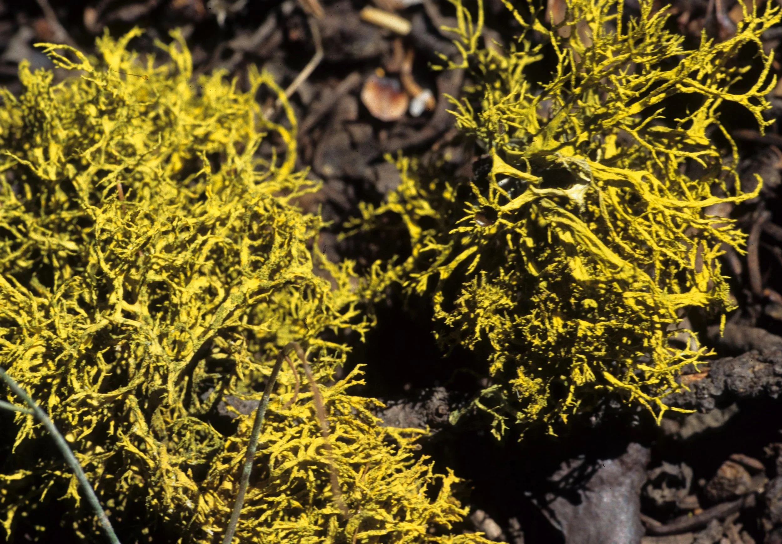 CALIFORNIA - SIERRA NEVADA - LICHEN SPECIES.jpg