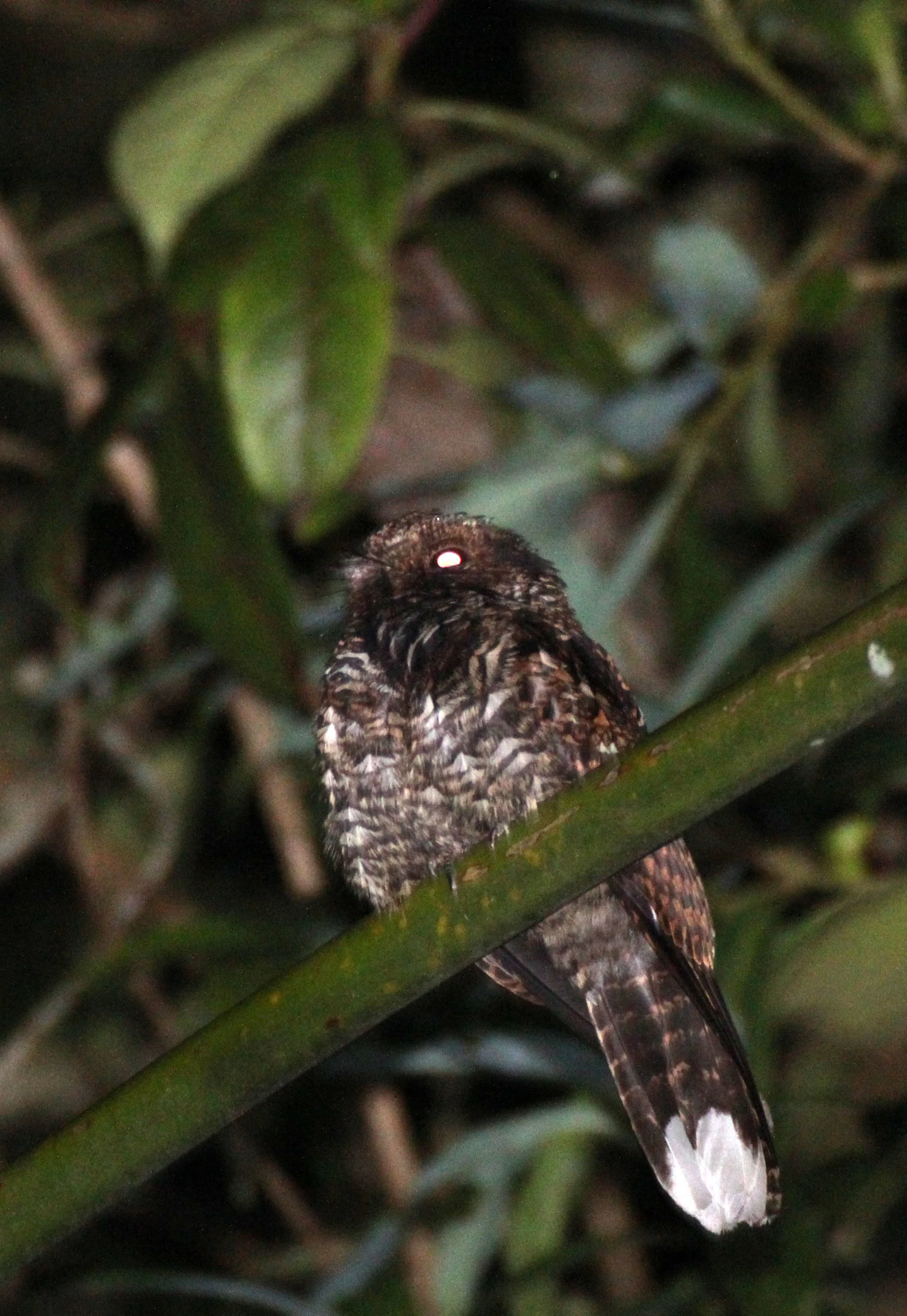 BIRD - FROGMOUTH  - JAVAN FROGMOUTH - HALIMUN NATIONAL PARK JAVA BARAT INDONESIA (3).JPG