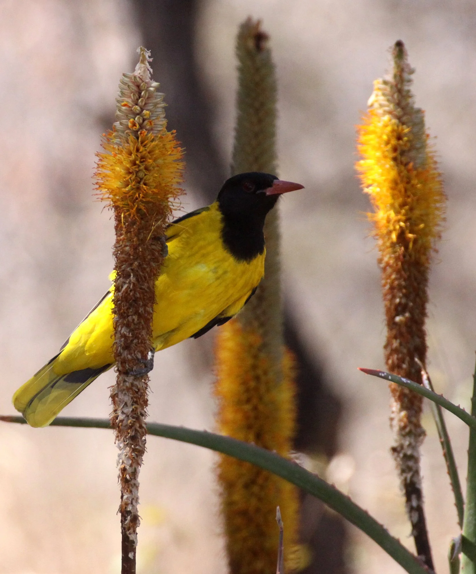Eastern Black-headed Oriole (Oriolus larvatus) Kruger NP South Africa (4).JPG
