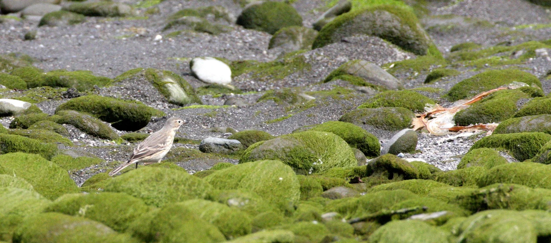 Anthus rubescens - AMERICAN PIPIT - ELWHA RIVER MOUTH BEACH (5).JPG