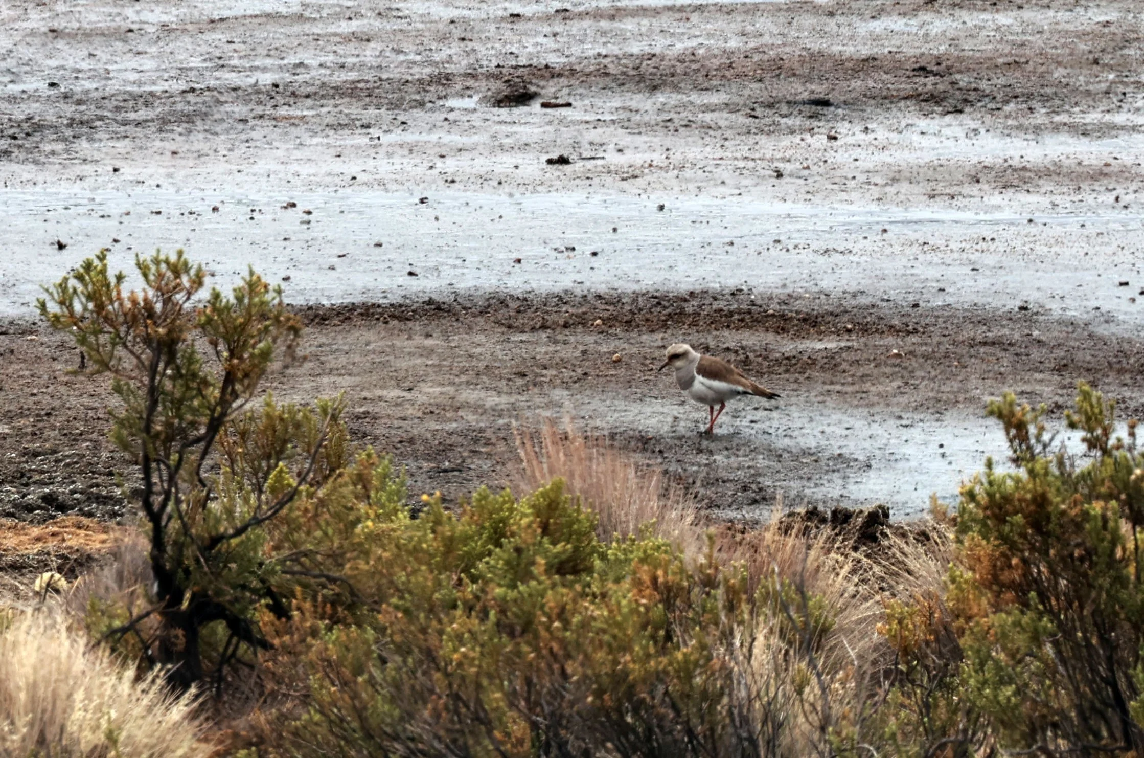 Lapwing - Andean Lapwing - Vanellus resplendens - Lauca National Park, Chile (2).jpg