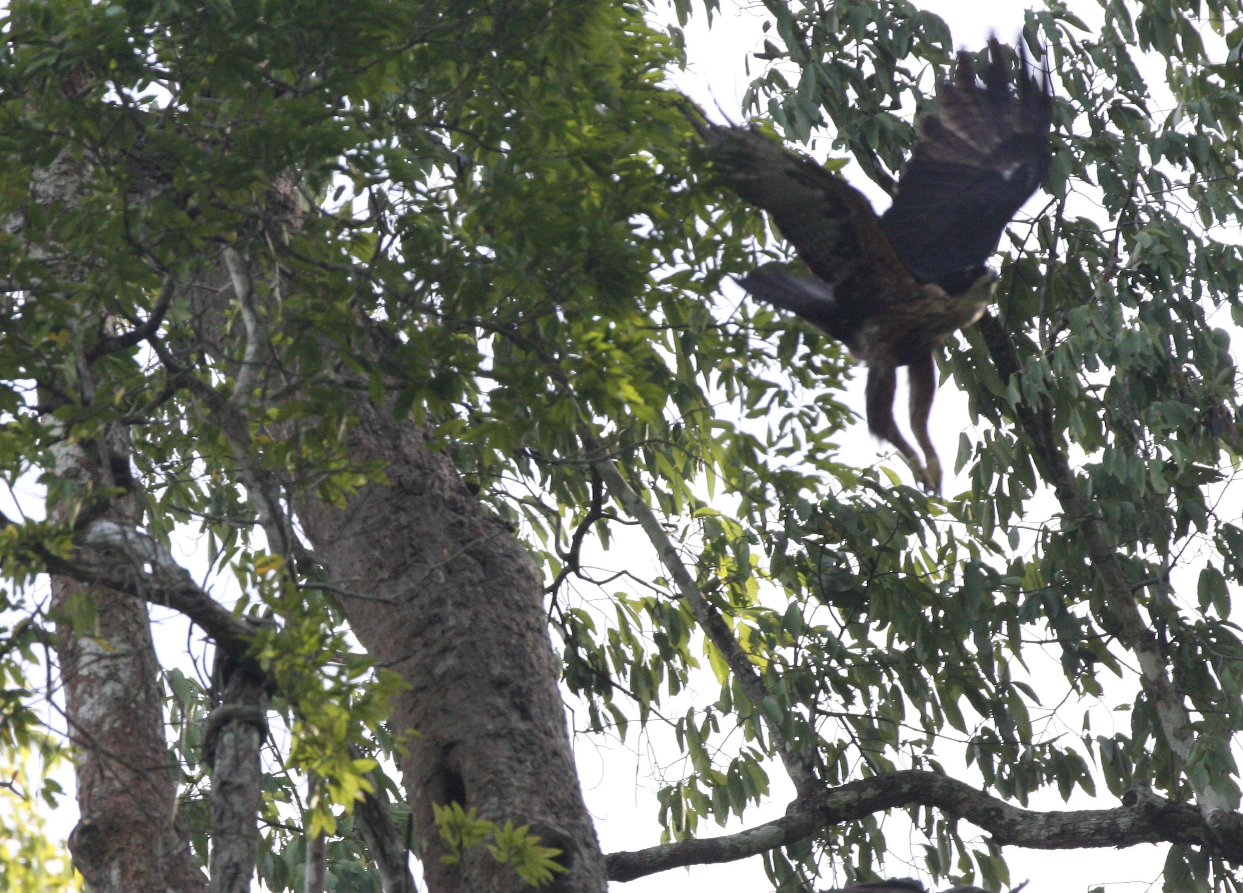 Hieraaetus kienerii - RUFOUS-BELLIED EAGLE - KAENG KRACHAN NP THAILAND (35).JPG