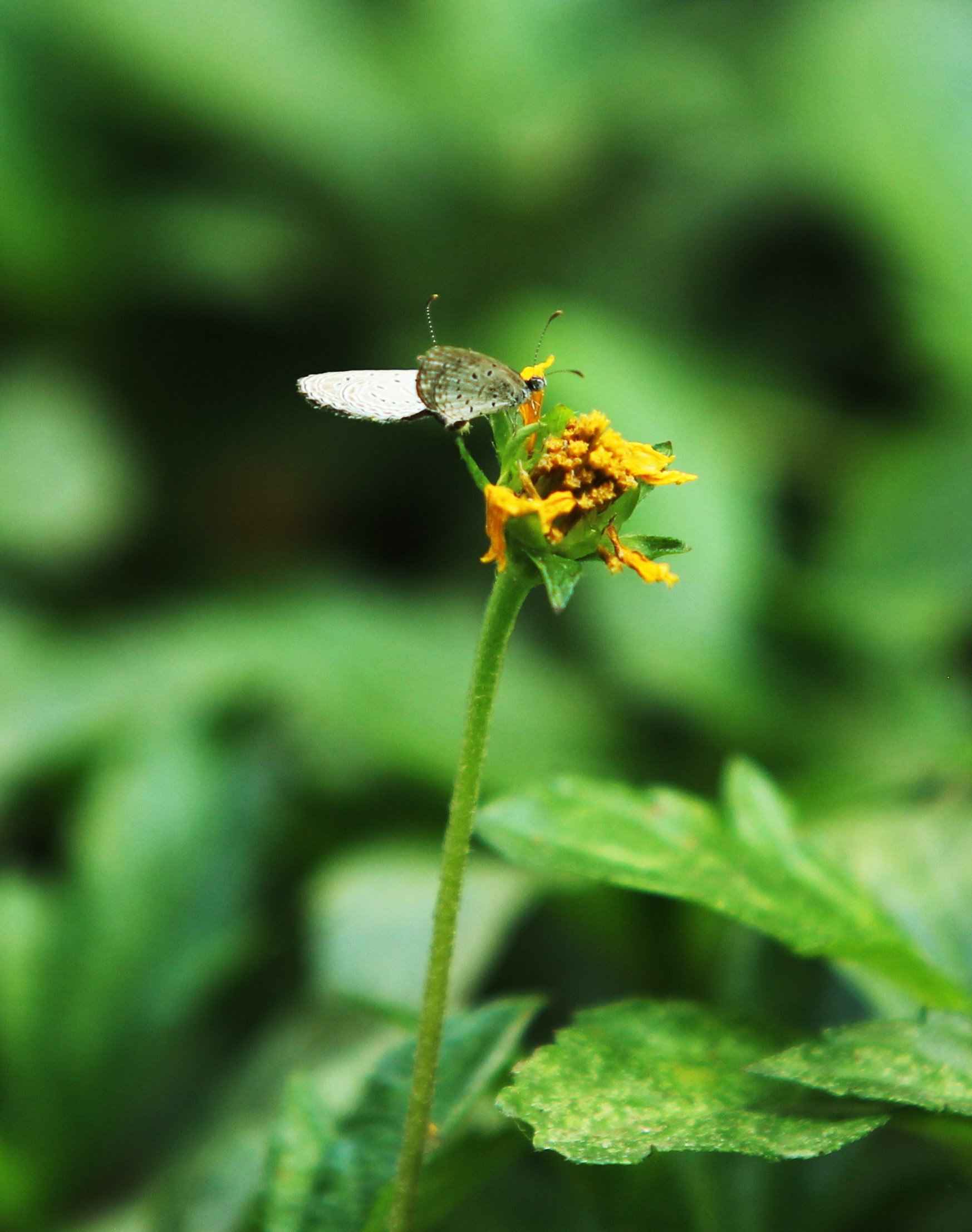 Lycaenidae - Species Unidentified - Bangkok Thailand
