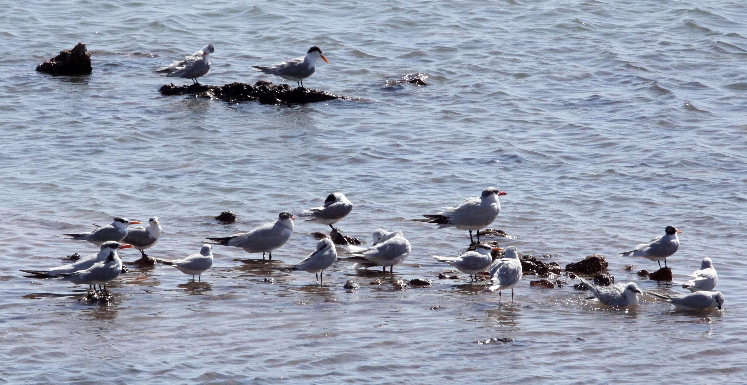 BIRD - TERN - LESSER CRESTED TERNS WITH GULL-BILLED AND CASPIAN TERNS - SOMCHAT GUJARAT INDIA (19).JPG