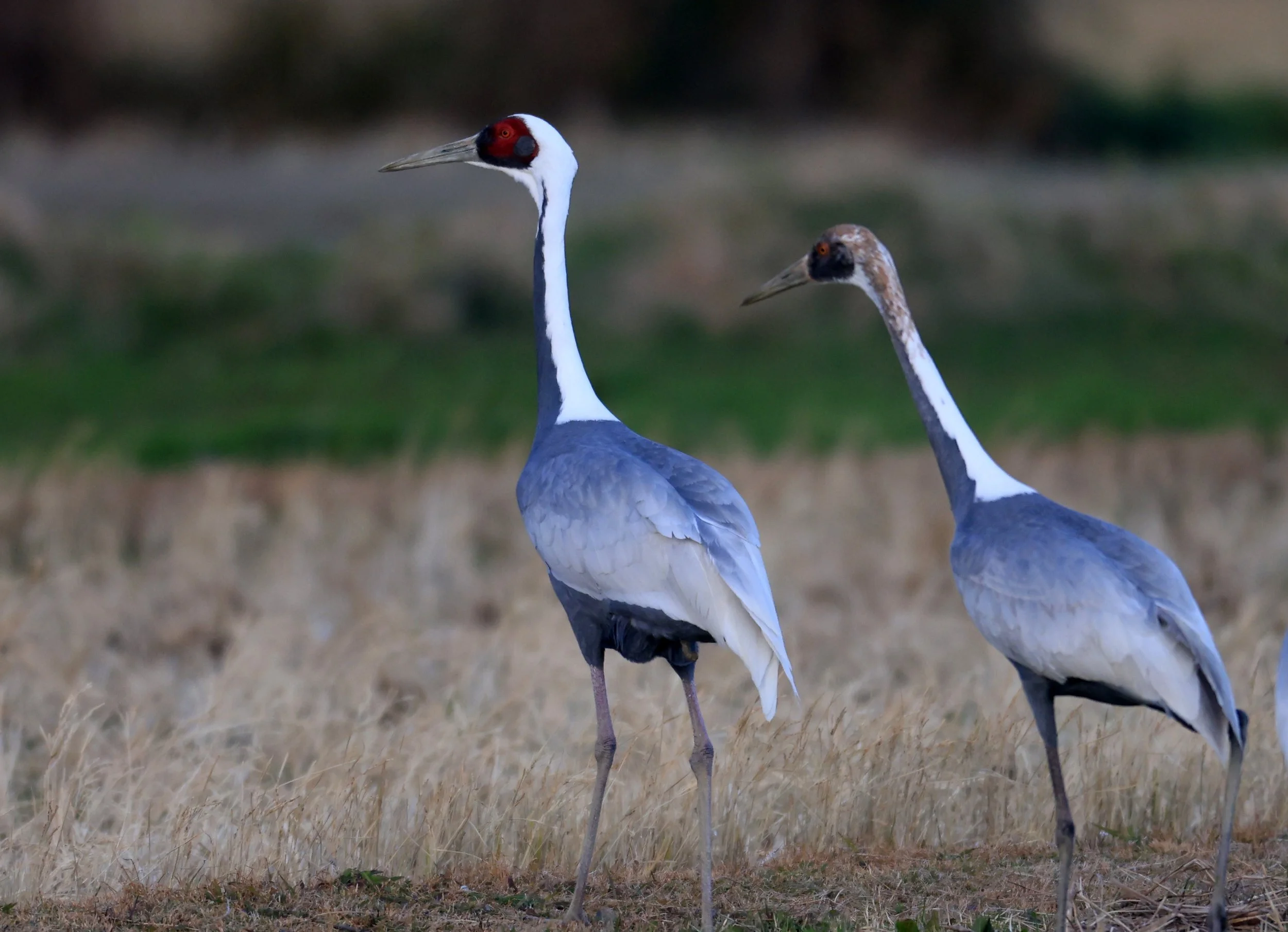 White-naped Crane (Antigone vipio) Izumi Crane Park & Center, Izumi Kagoshima Kyushu Japan (42).jpg