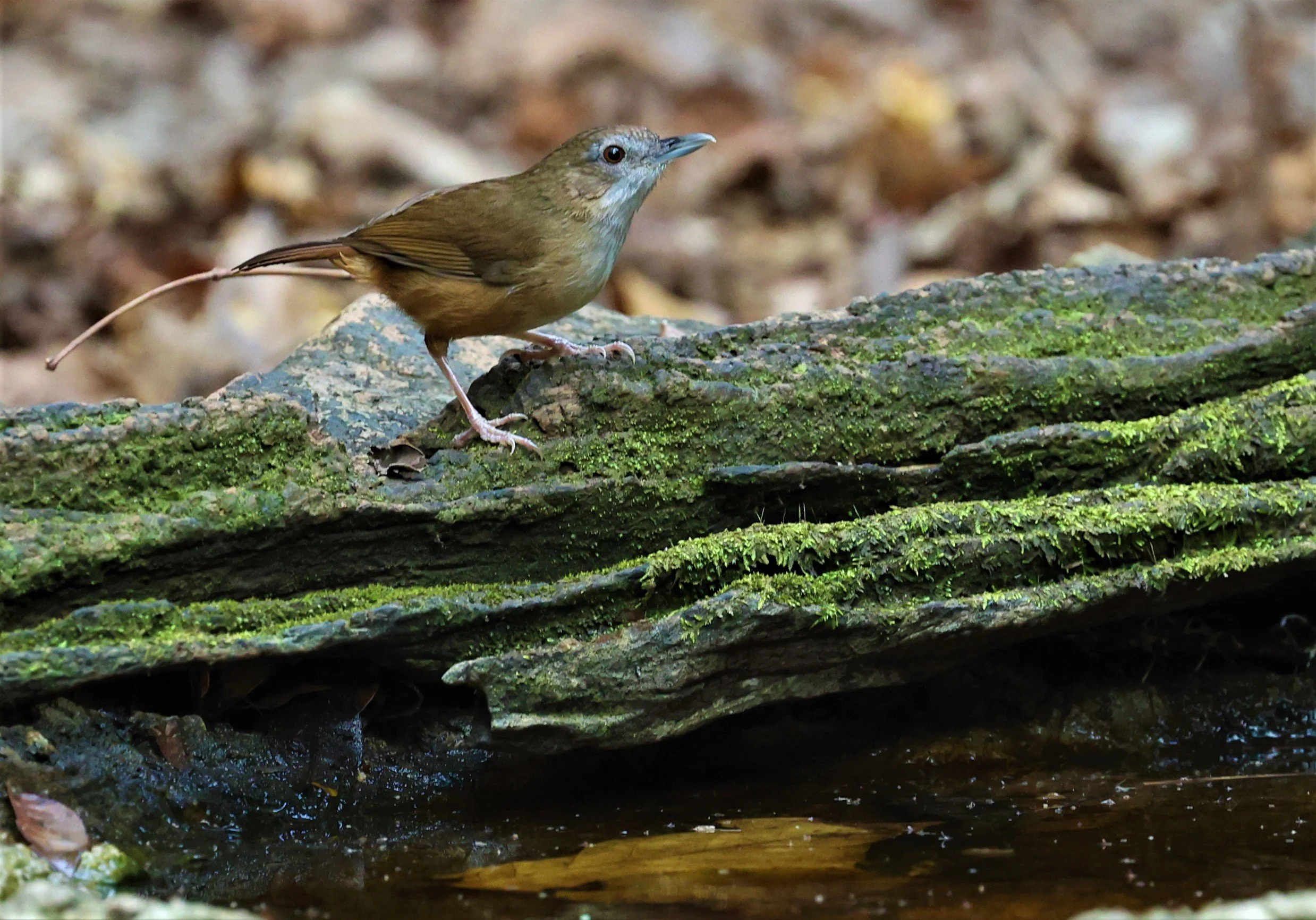 BABBLER - ABBOTT'S BABBLER - Malacocincla abbotti - NUY HIDE NEAR KAENG KRACHAN FEB 2022 (2).jpg