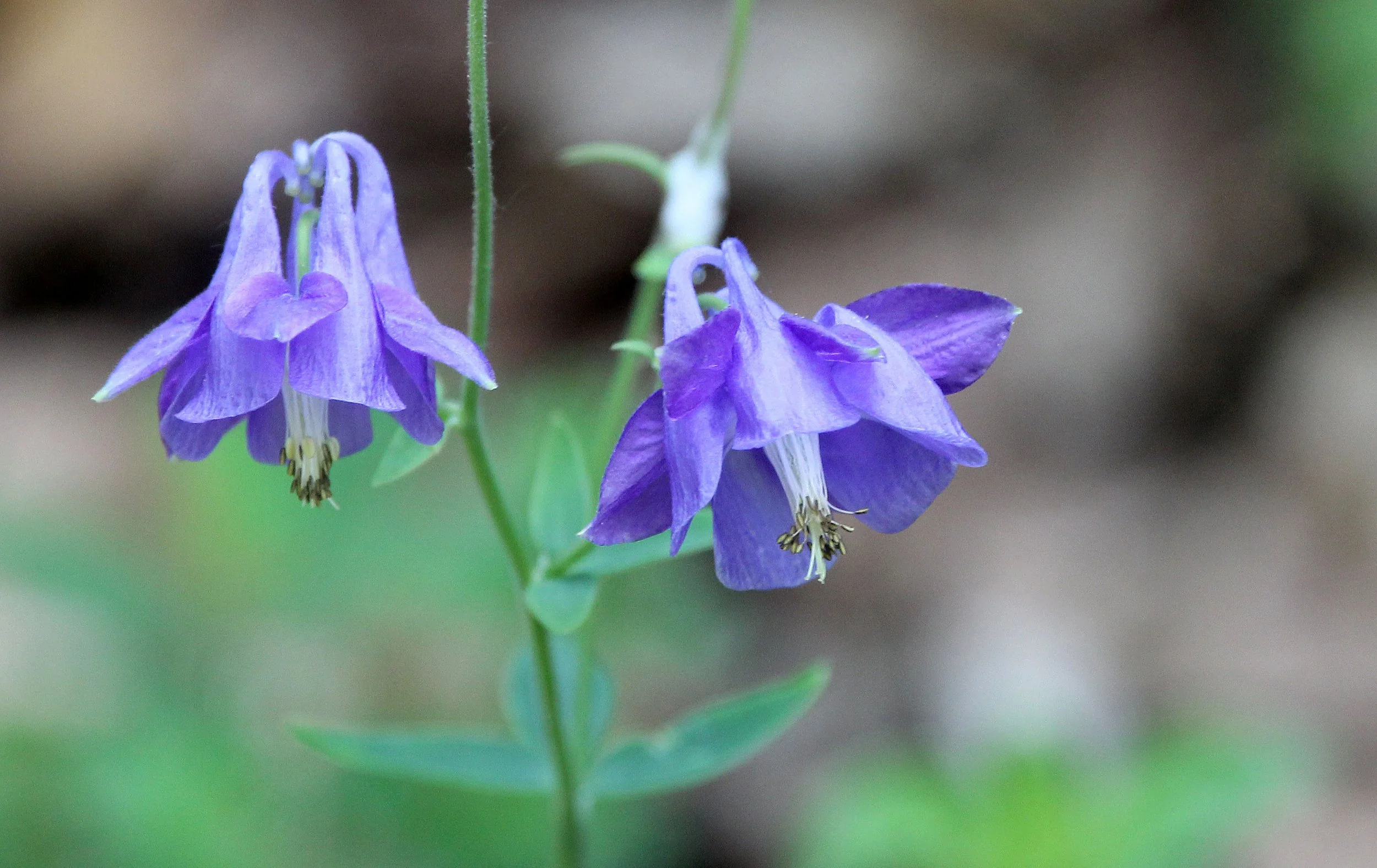 VERCORS NATIONAL PARK FRANCE (34).JPG