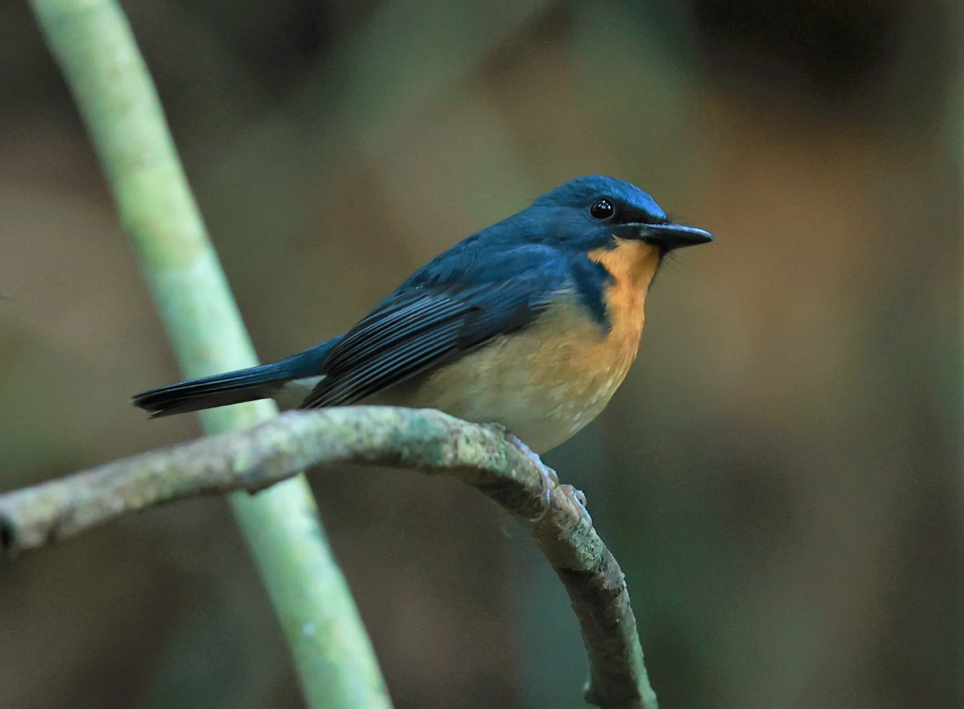 FLYCATCHER - LARGE BLUE FLYCATCHER - Cyornis magnirostris - Si Phang Nga National Park, Thailand Feb 18-19, 2023 (41).jpg