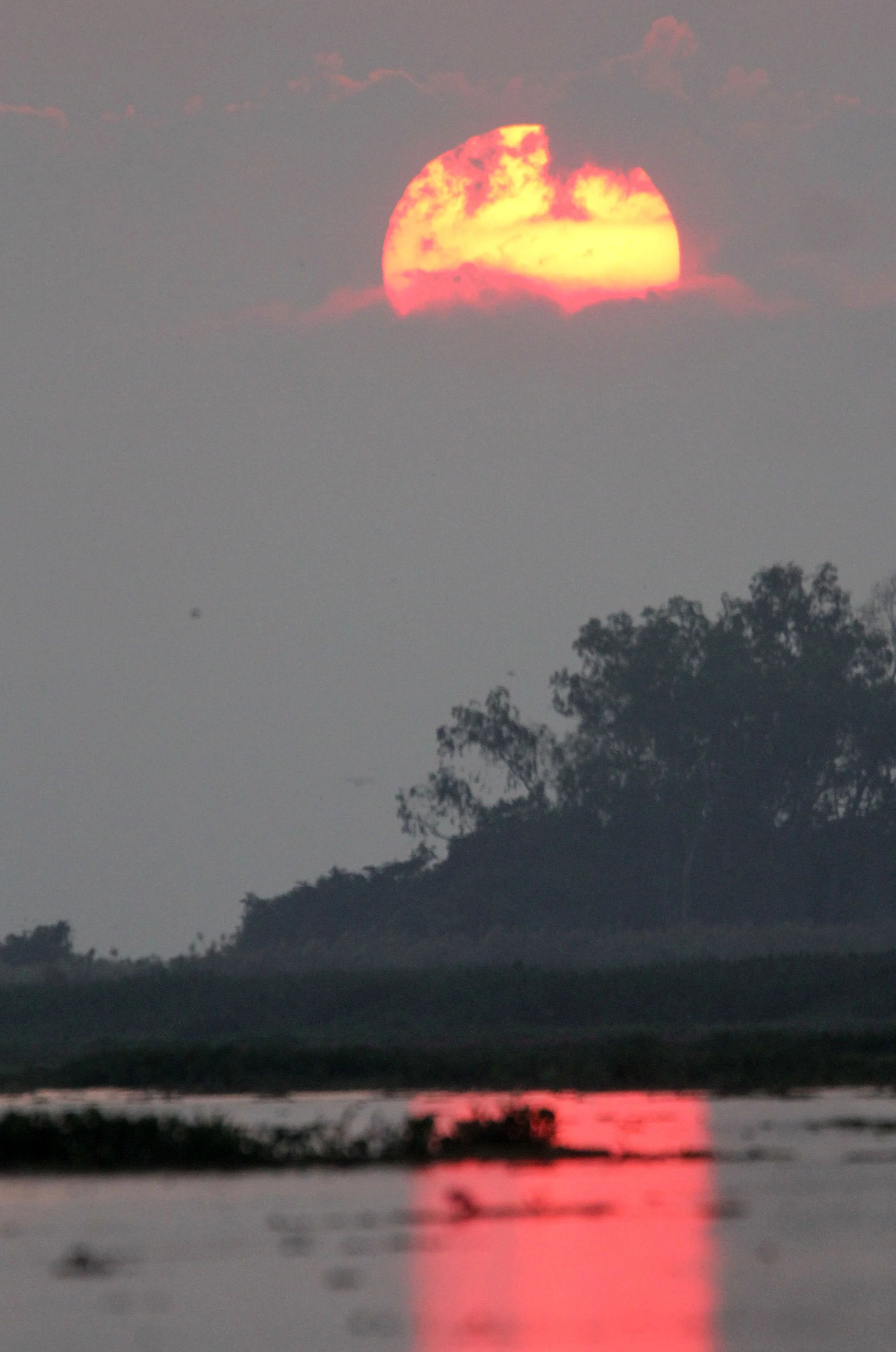 2018 Thale Noi Bird Sanctuary Patthalung (16).JPG