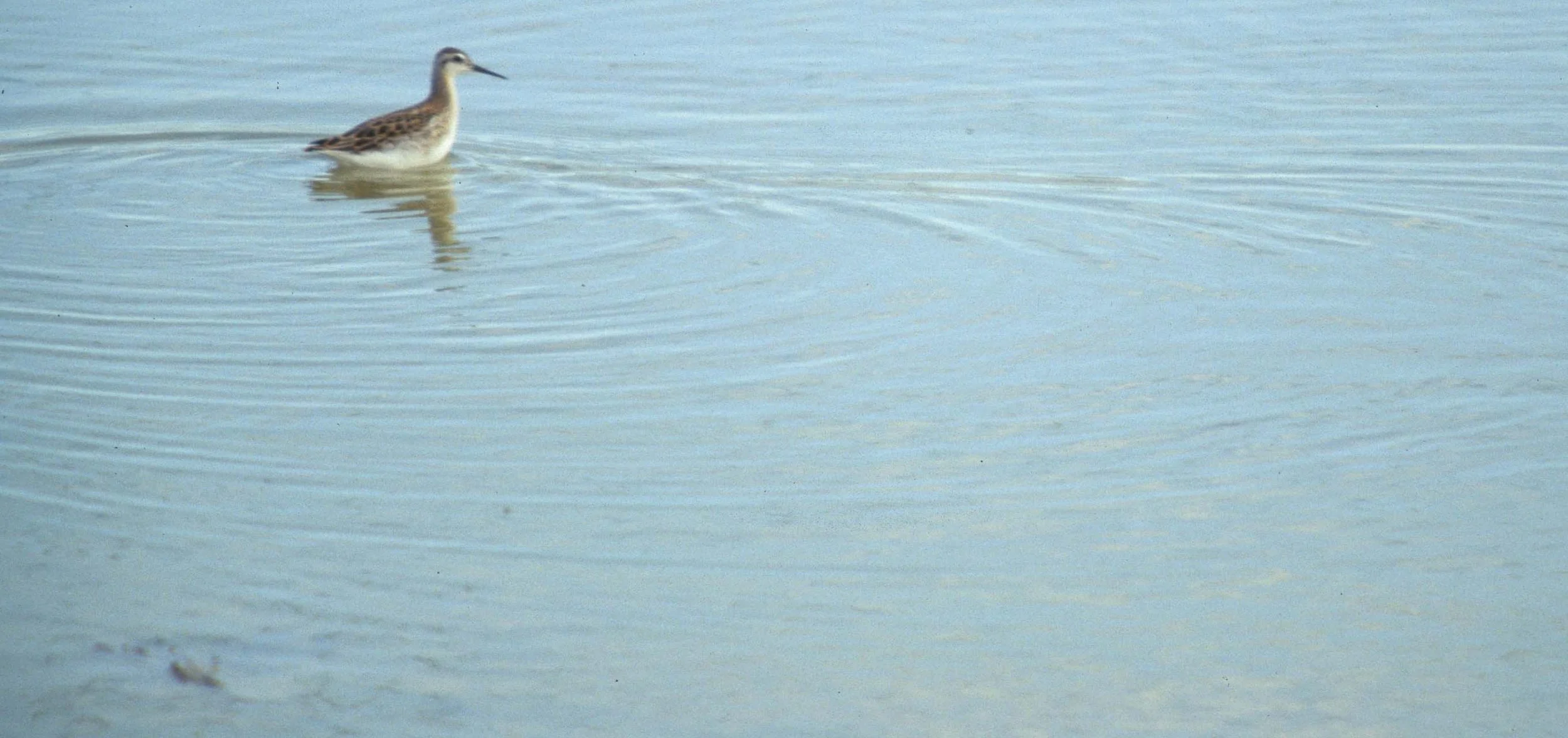 BIRD - WILLET - IN SURF AT BODEGA.jpg