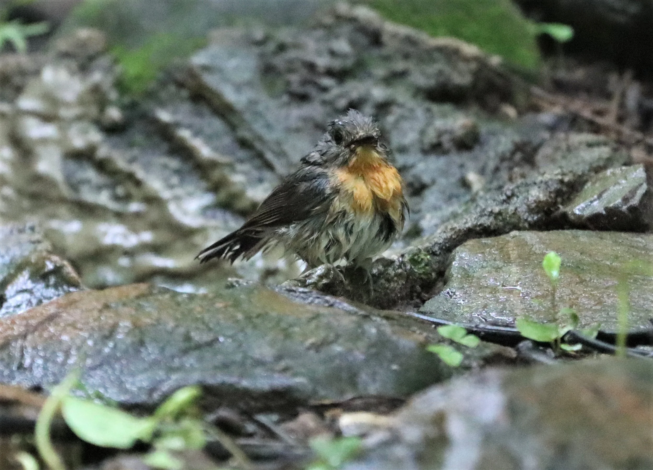 FLYCATCHER - INDOCHINESE BLUE-FLYCATCHER - Cyornis sumatrensis - LUNG SIN HIDE KAENG KRACHAN (6).jpg