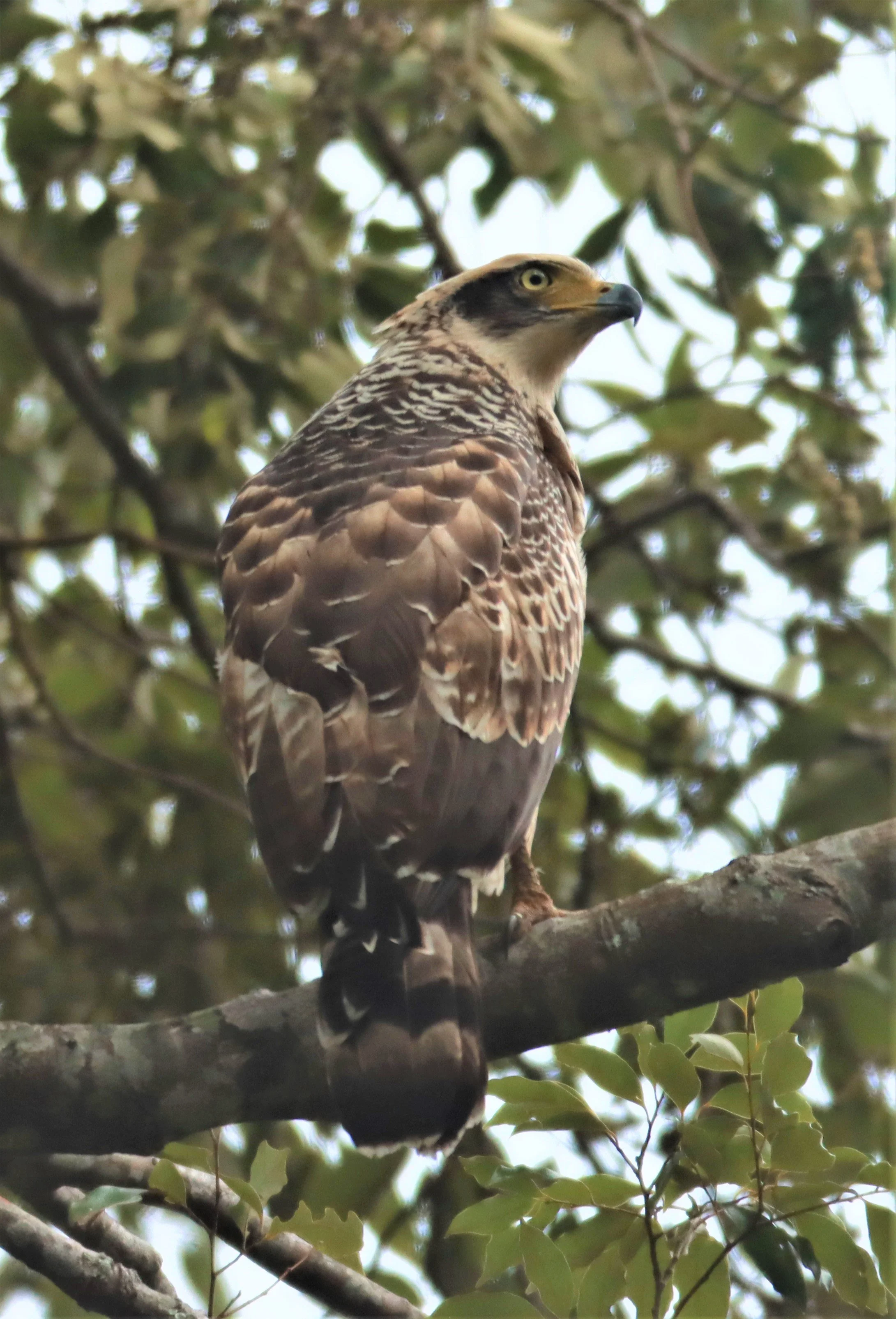 EAGLE - CRESTED SERPENT EAGLE - Spilornis cheela - CHONG YEN CAMPSITE MAE WONG NATIONAL PARK (64).jpg